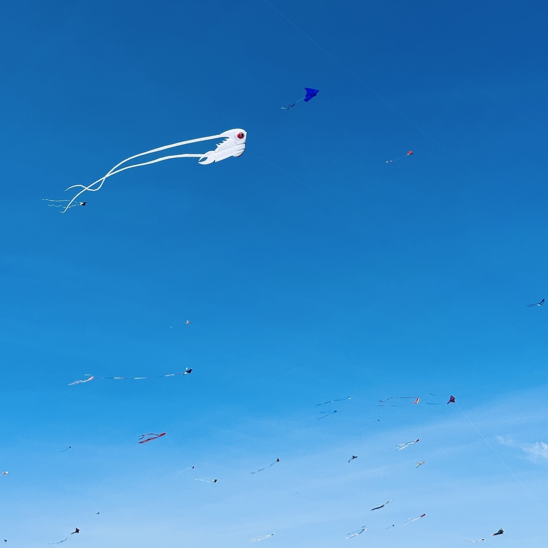 Blue sky with kites flying.