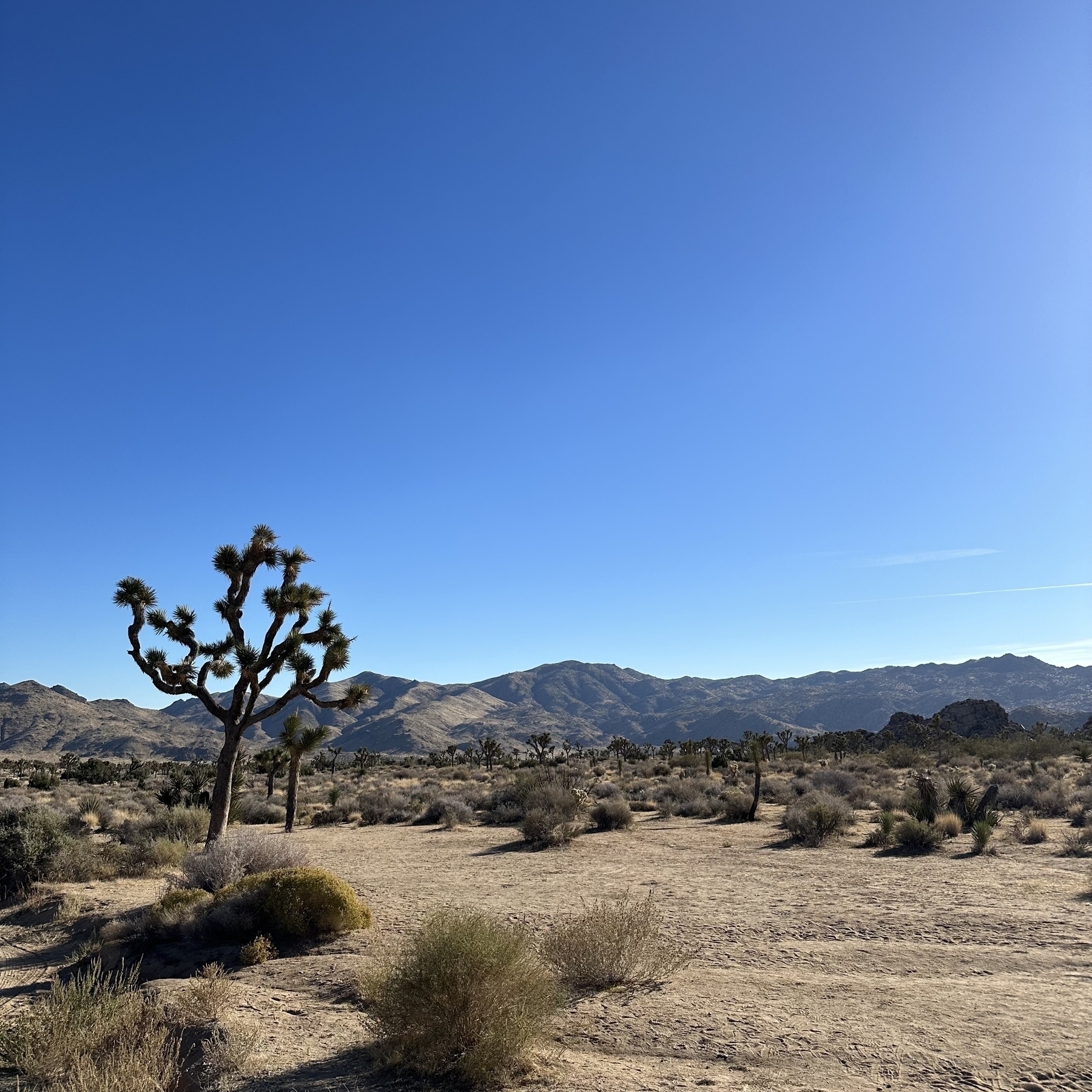 Yucca tree and mountains in the desert.