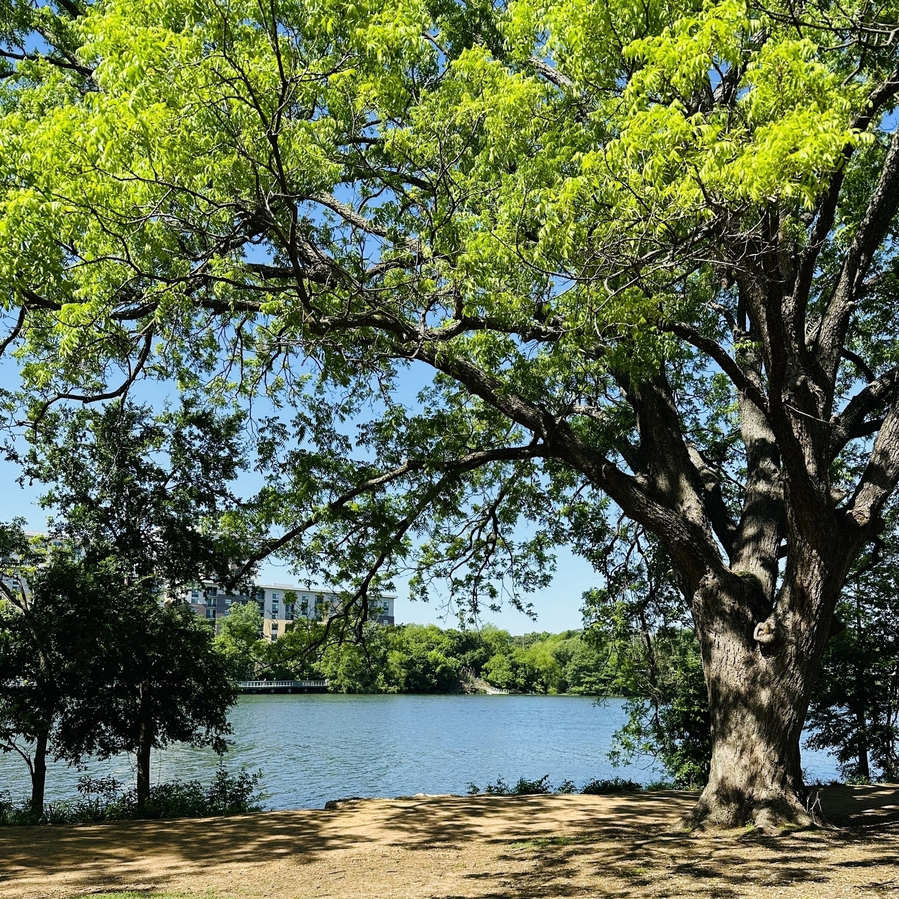 Photo of lake with large tree in front of it, apartments in the background. Just east of I-35.
