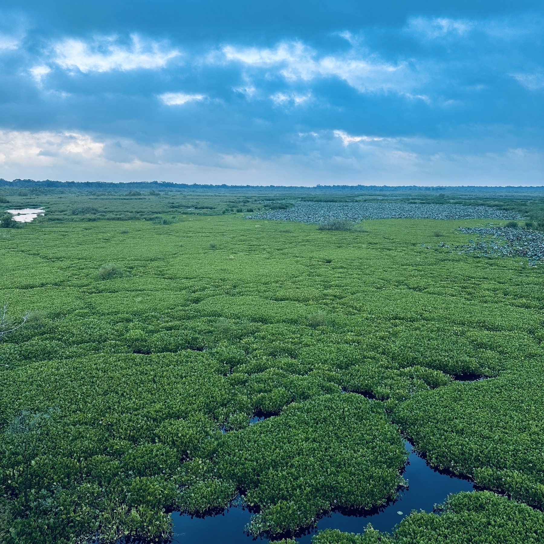 A vast, lush green wetland stretches under a cloudy sky, creating a serene and expansive landscape.