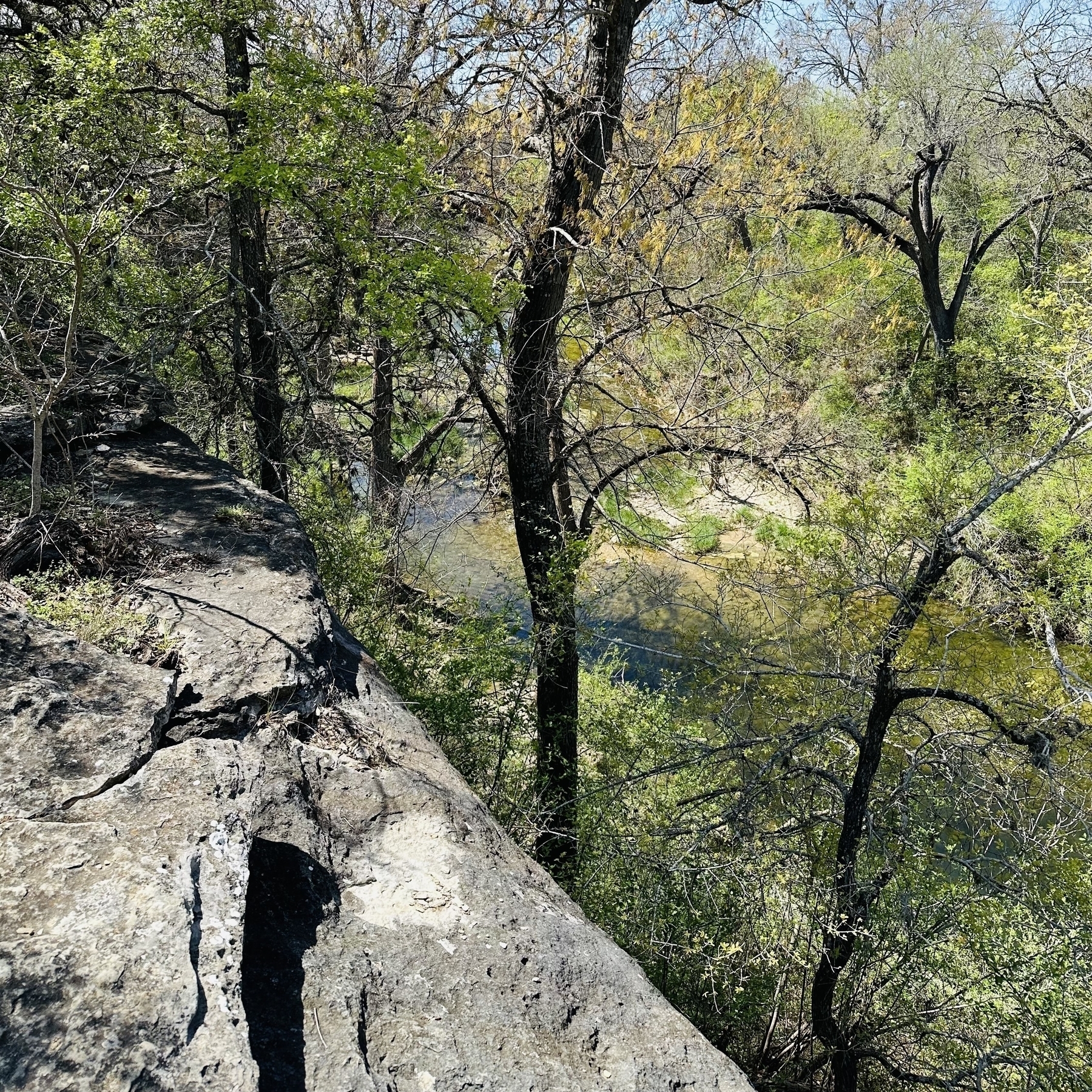 Cliff with trees above the creek.