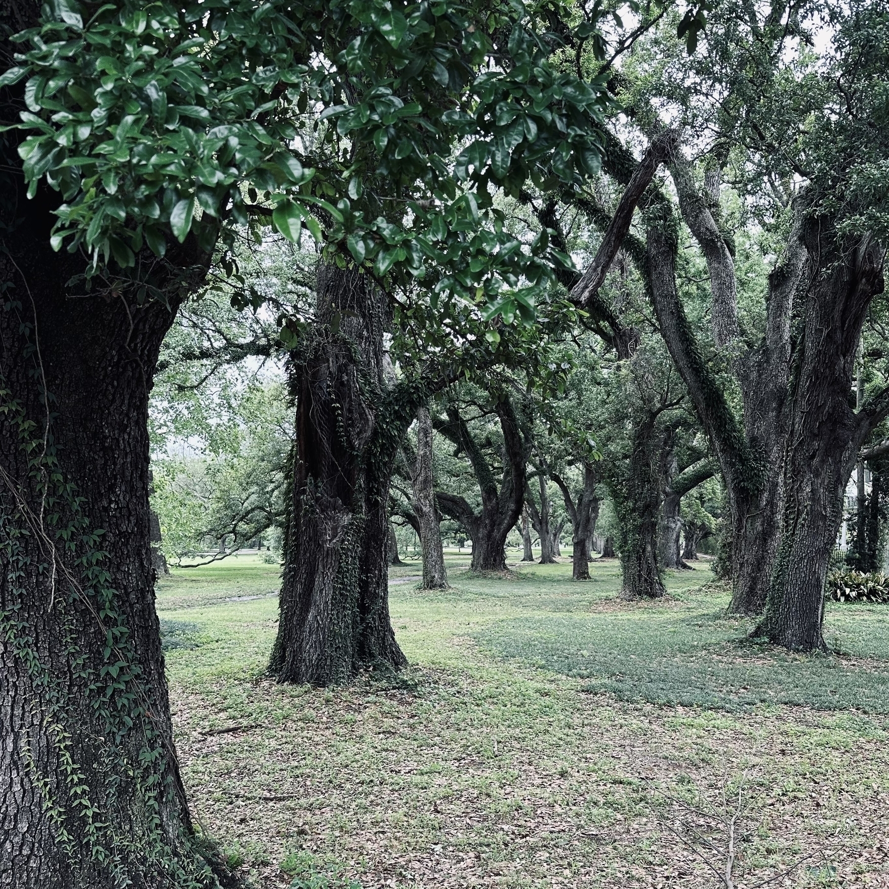 Old oak trees in New Orleans.