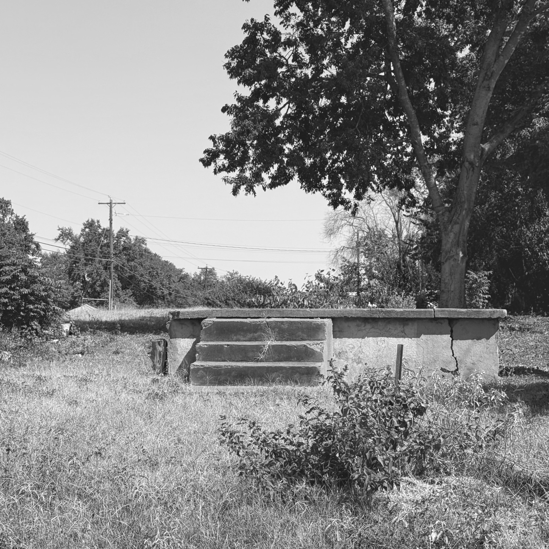 Old concrete steps surrounded by overgrown grass and trees on an empty lot.