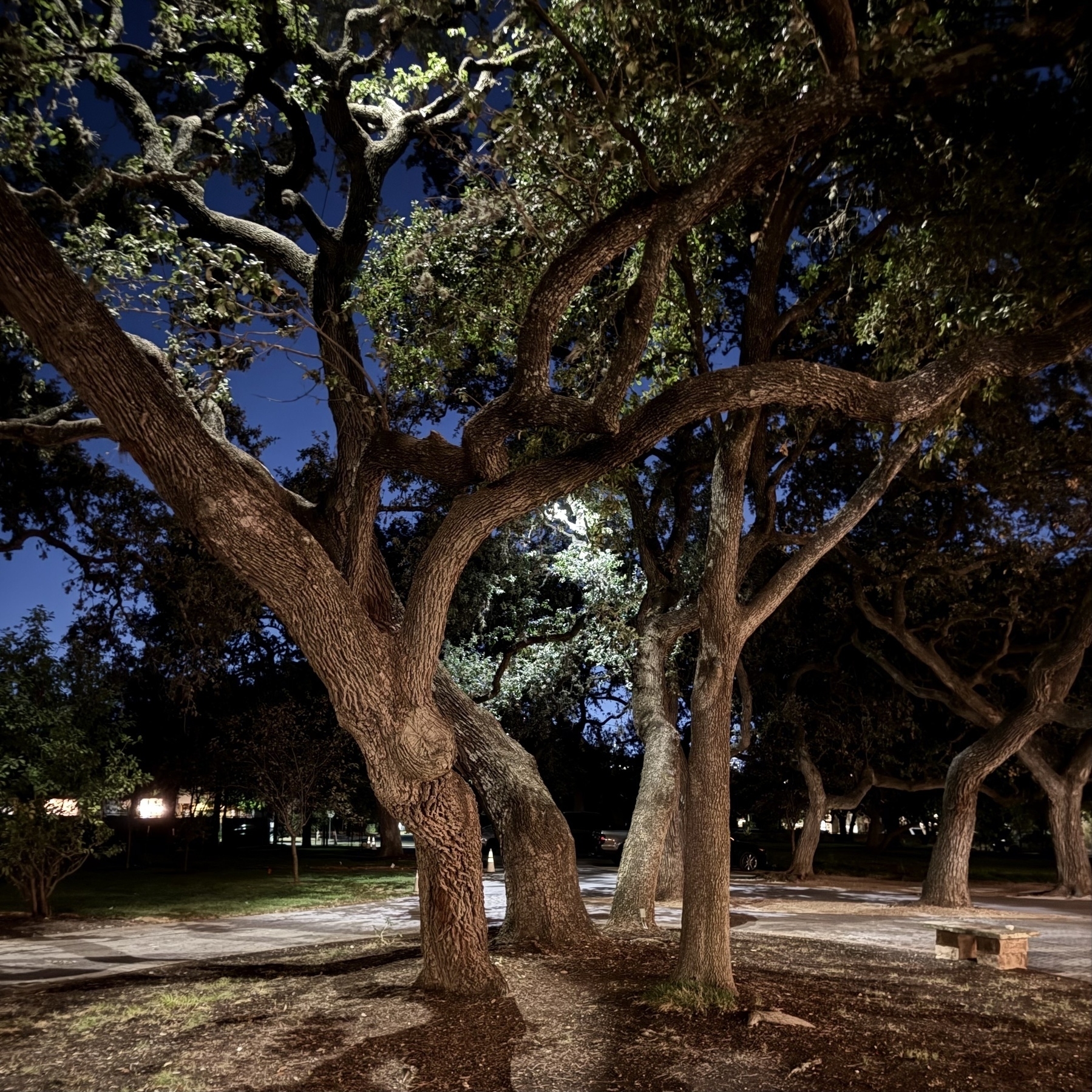 A nighttime scene features large, illuminated oak trees with a backdrop of a sky.