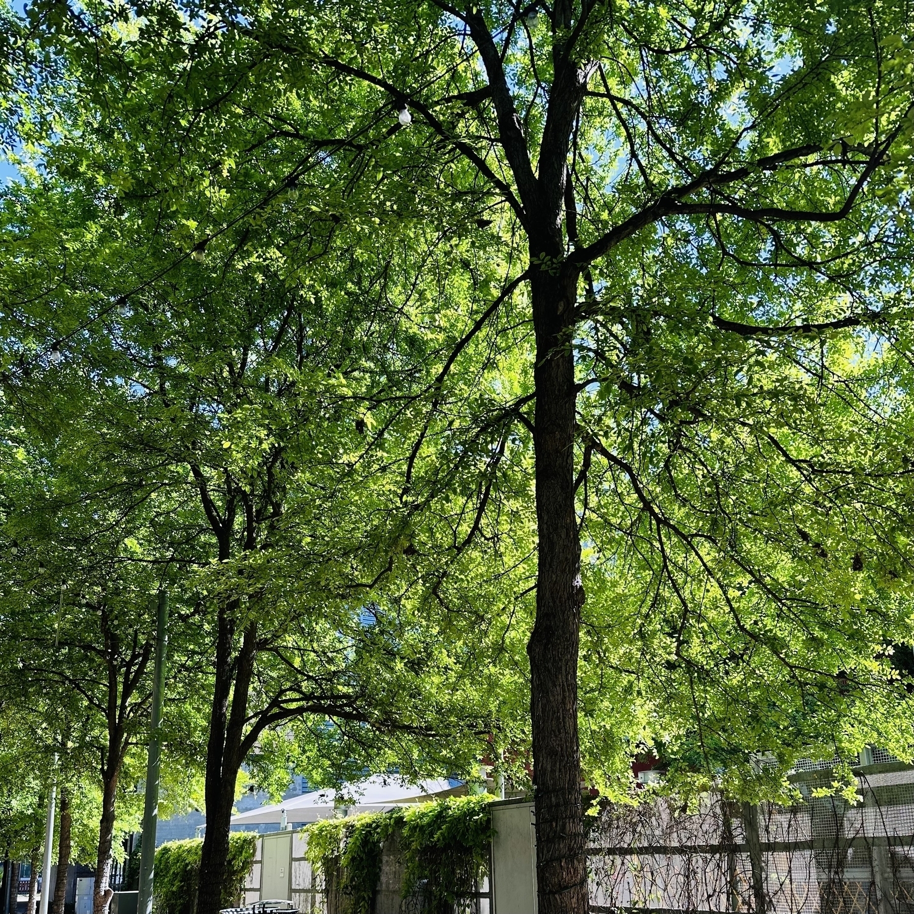Trees with green leaves along a walkway with wall.