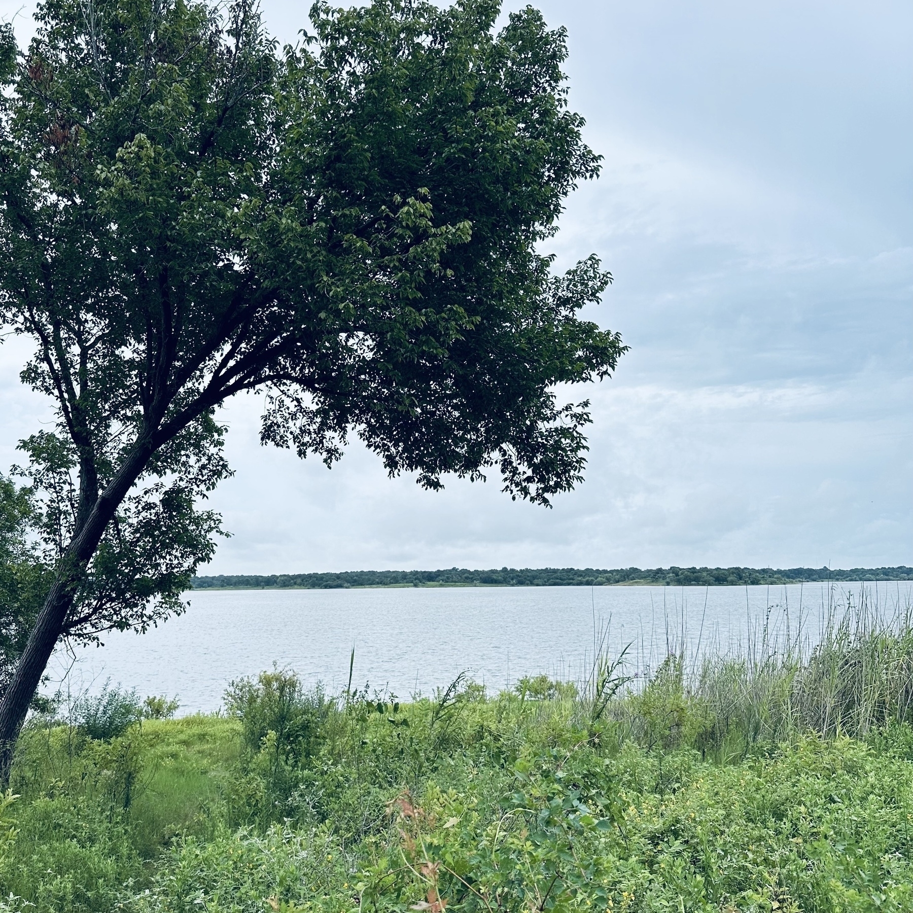 A tree stands beside a body of water, surrounded by lush greenery under a cloudy sky.