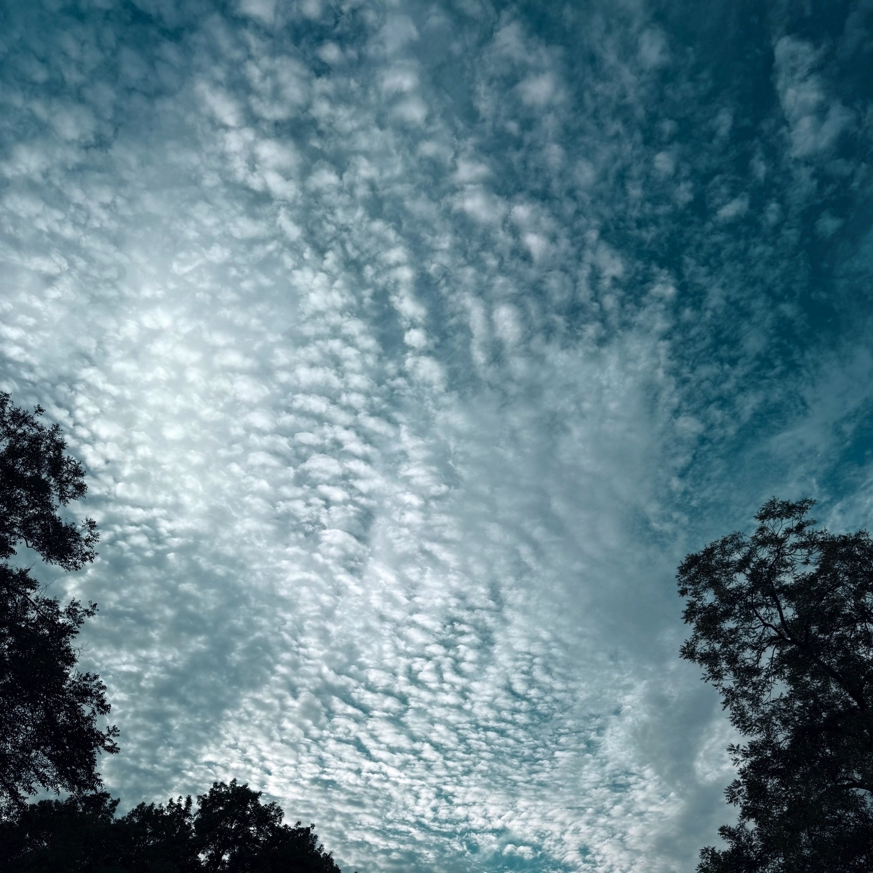 Light fluffy clouds fill a bright sky above silhouetted trees.