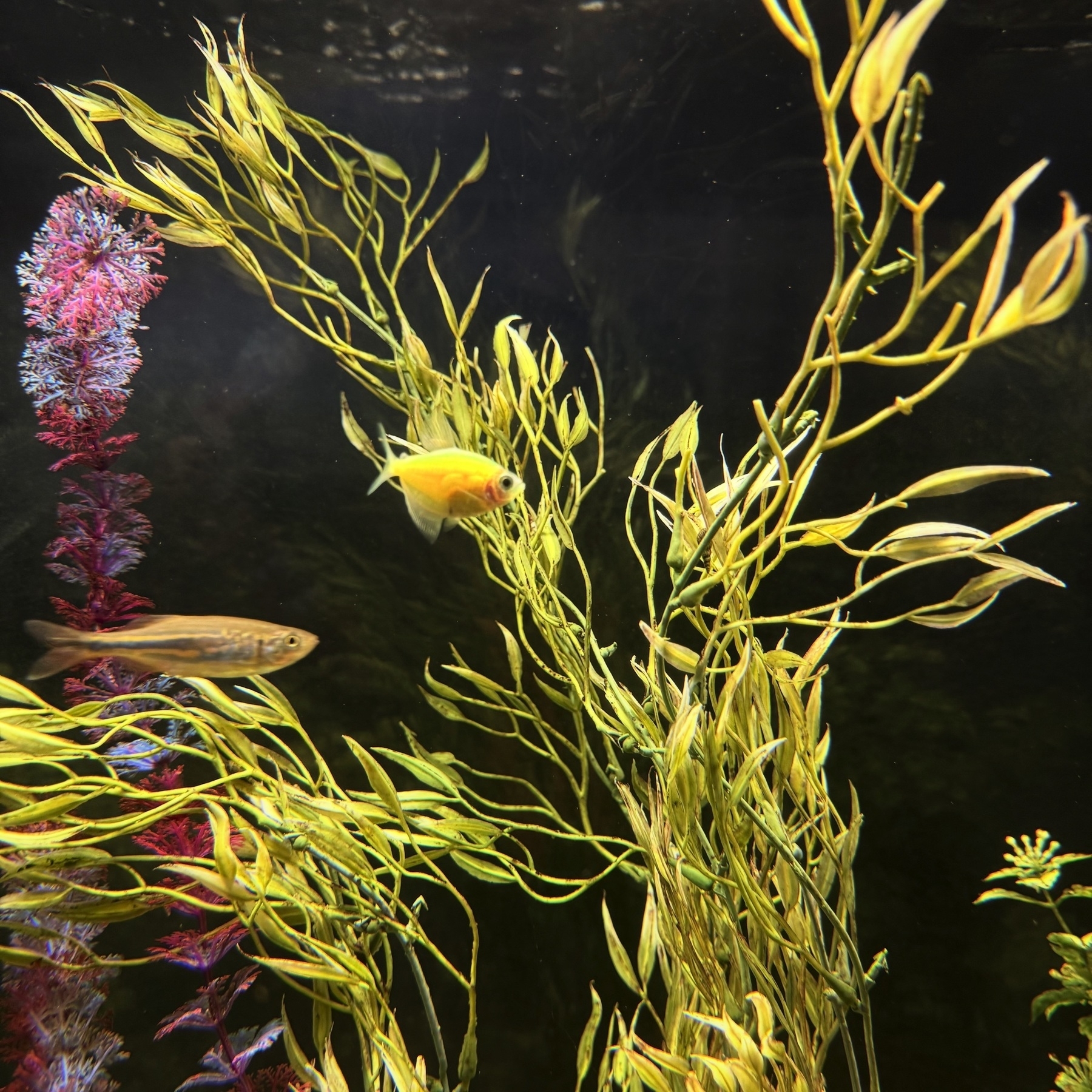 Two fish swim among green and red aquatic plants in a freshwater aquarium.