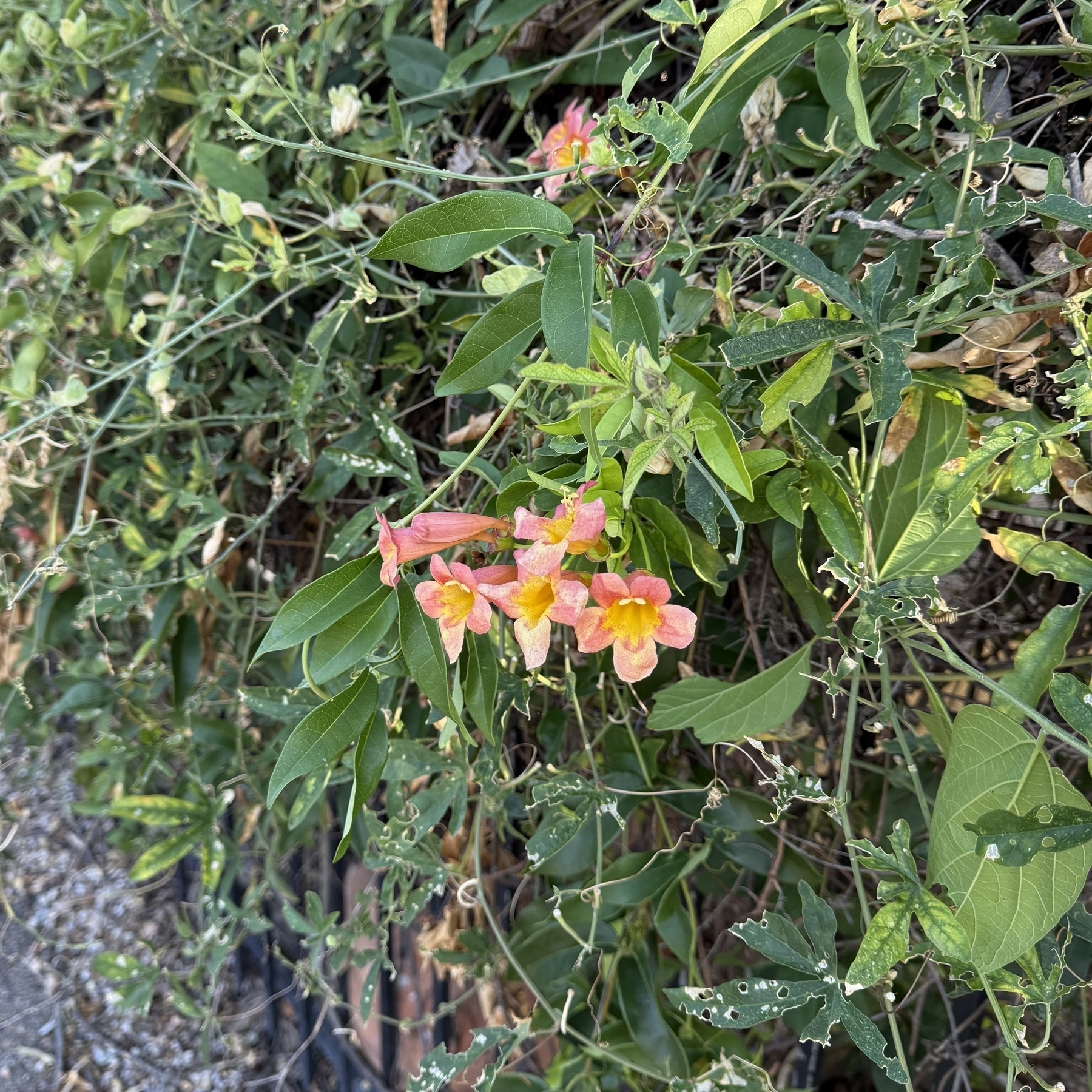 A cluster of pink and orange flowers is surrounded by lush green foliage.