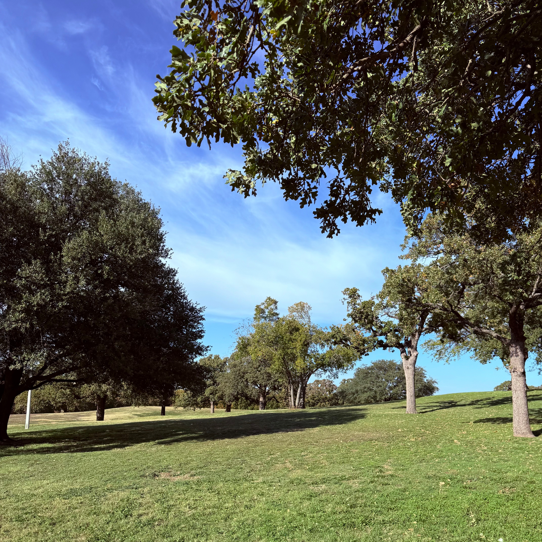 A sunny park scene featuring a lush green lawn and several tall trees under a clear blue sky.