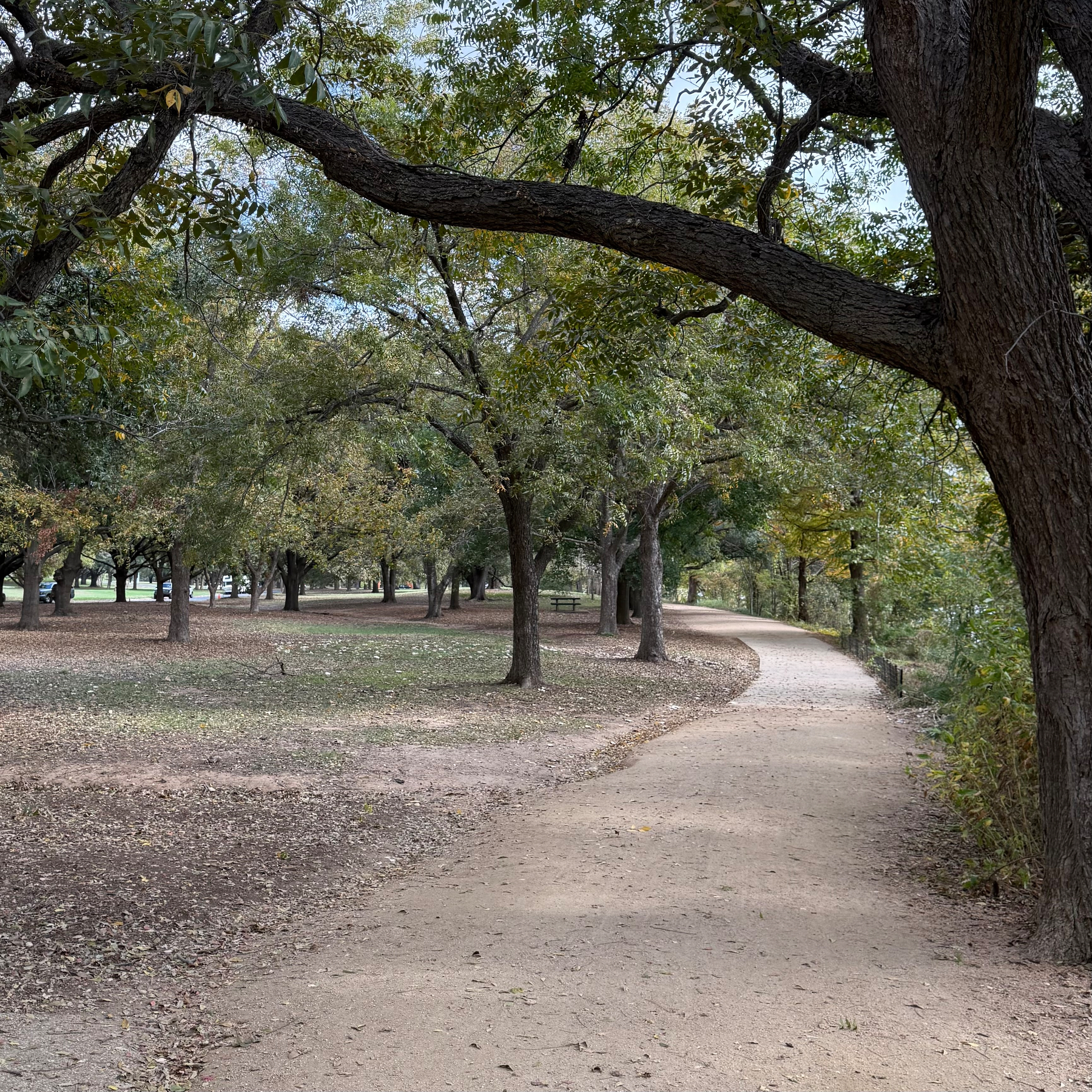 A pathway through a wooded area with trees arching overhead.