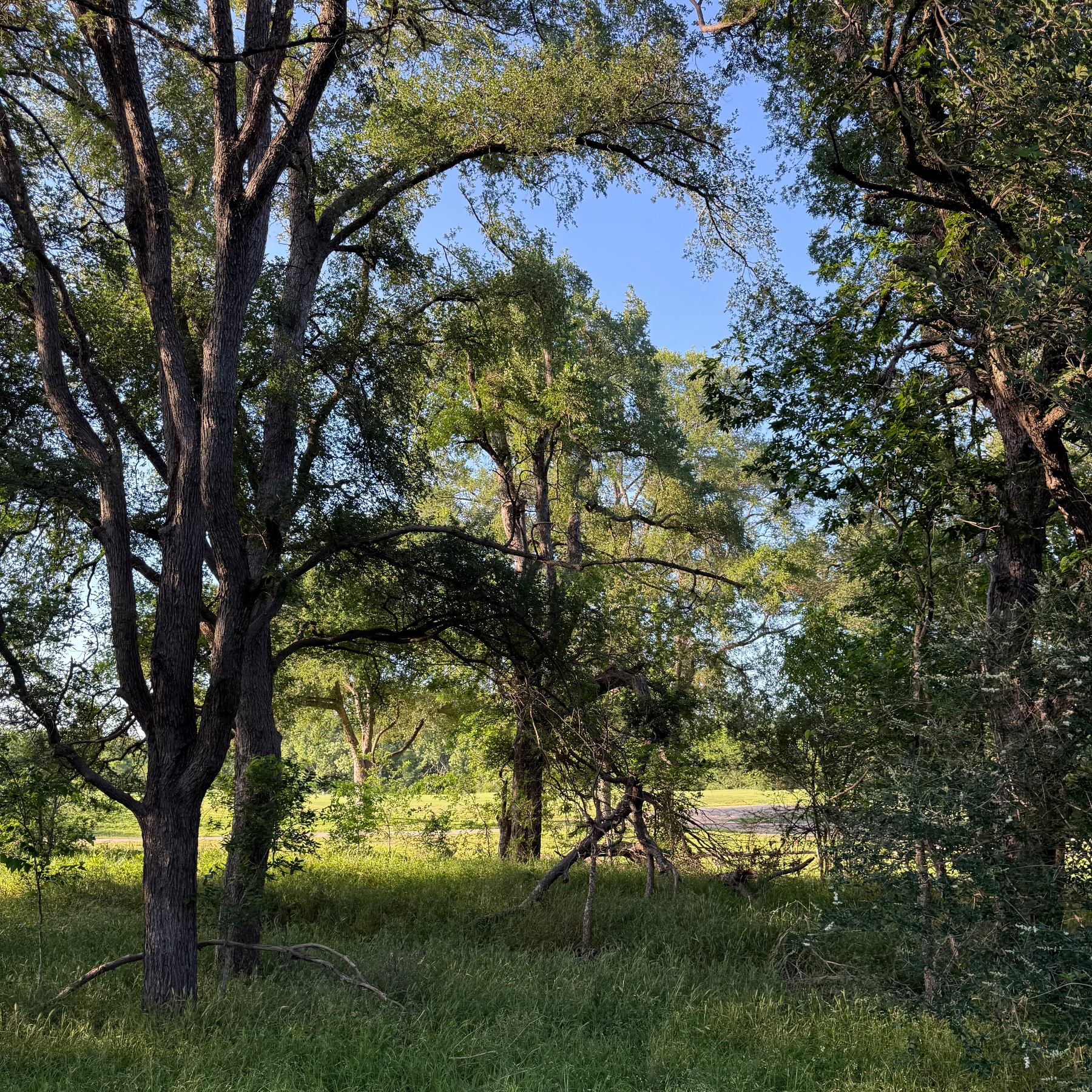 Trees and tall grass.