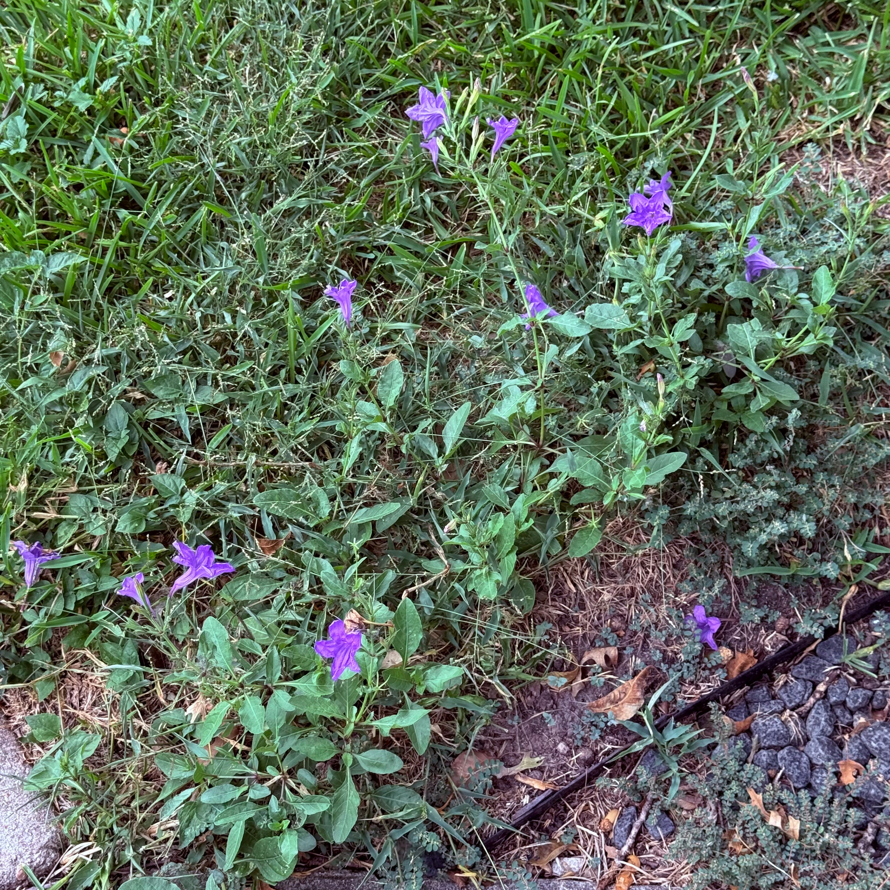 Several small purple flowers are growing among green grass and surrounding soil near a paved area.
