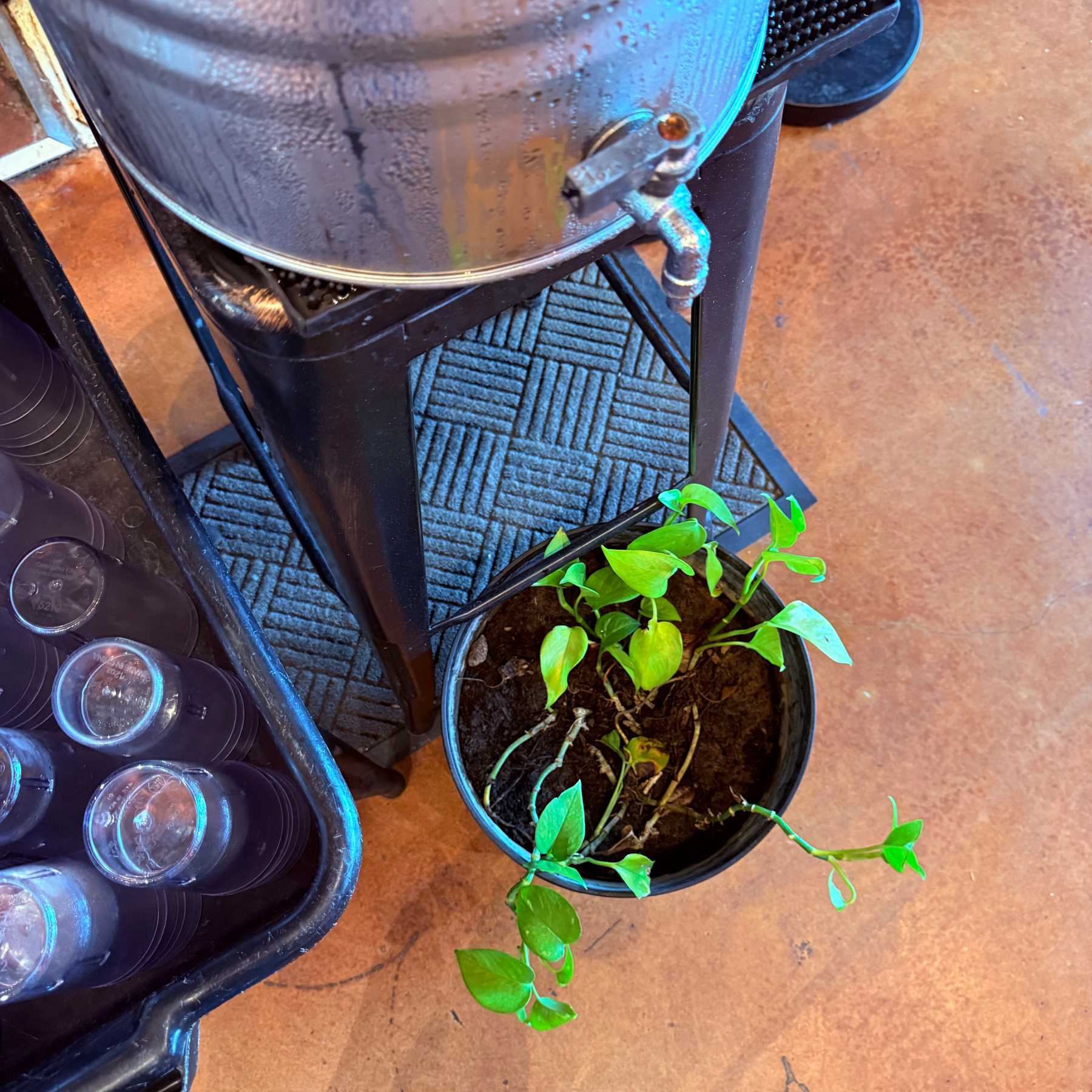 A small green potted plant is placed on the floor next to a water dispenser with a row of clear plastic cups nearby.