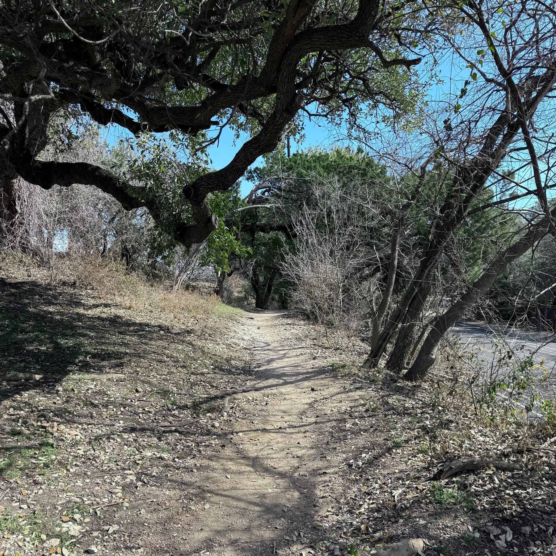 A narrow dirt path winds under the shade of large, overhanging tree branches, with a street off in the background.