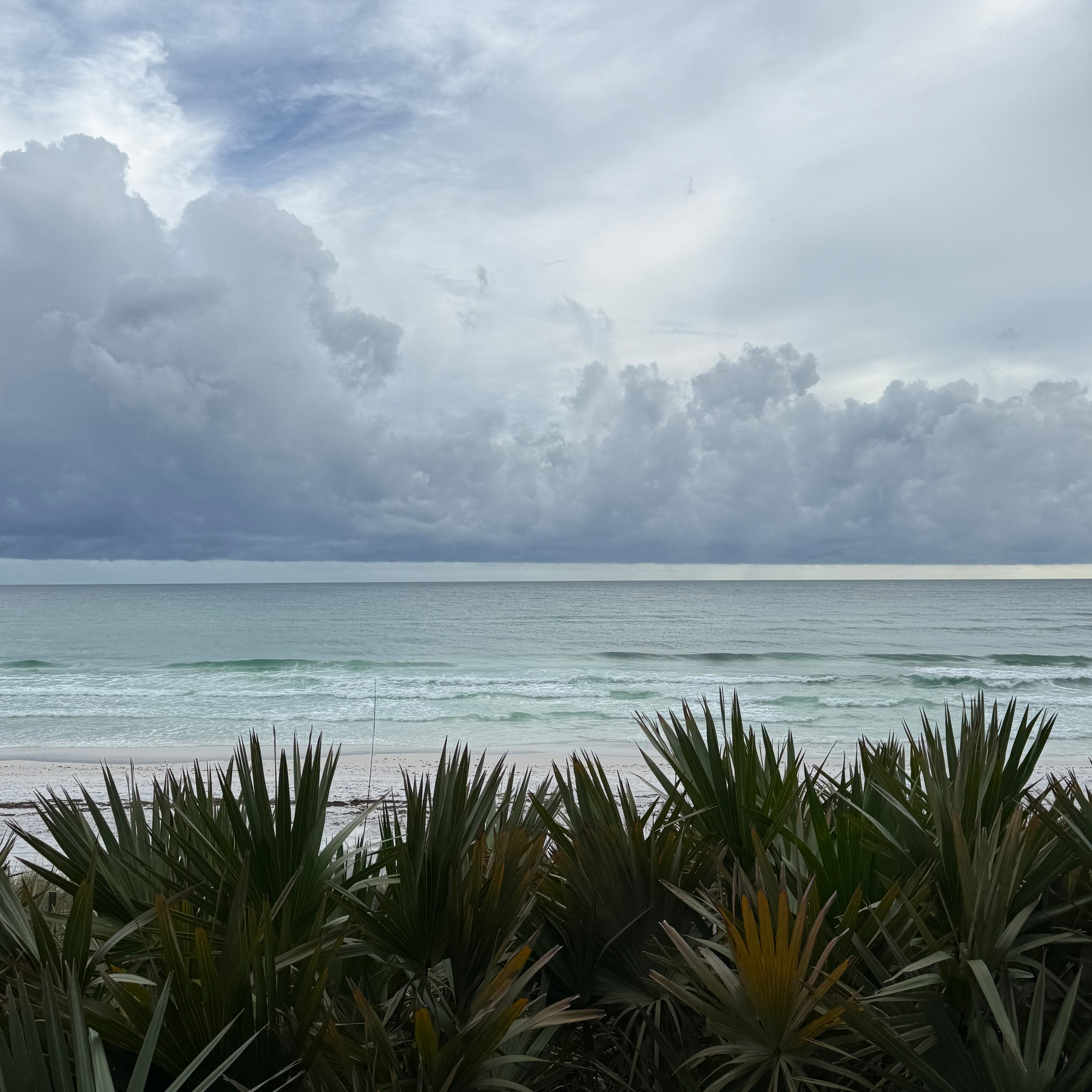 A calm ocean with gentle waves is seen under a cloudy sky, with dense green foliage in the foreground.