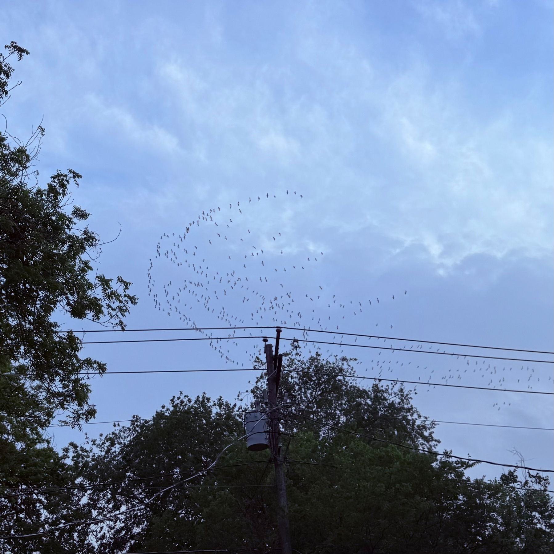 A flock of birds flies across a blue sky with scattered clouds, above trees and power lines.
