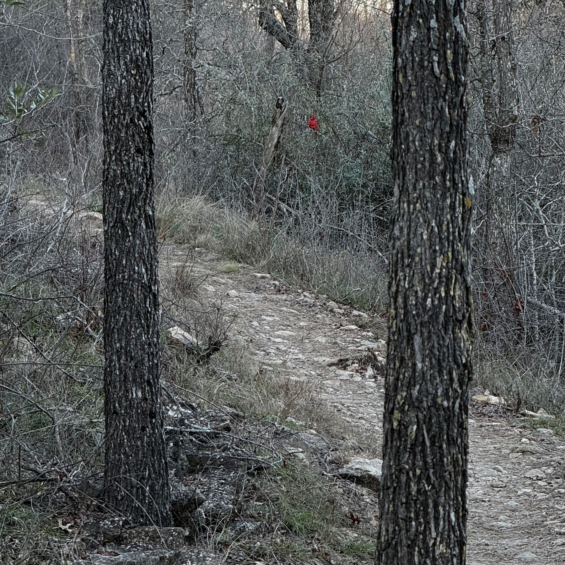 A wooded trail winds through trees with a single red bird visible in the underbrush.