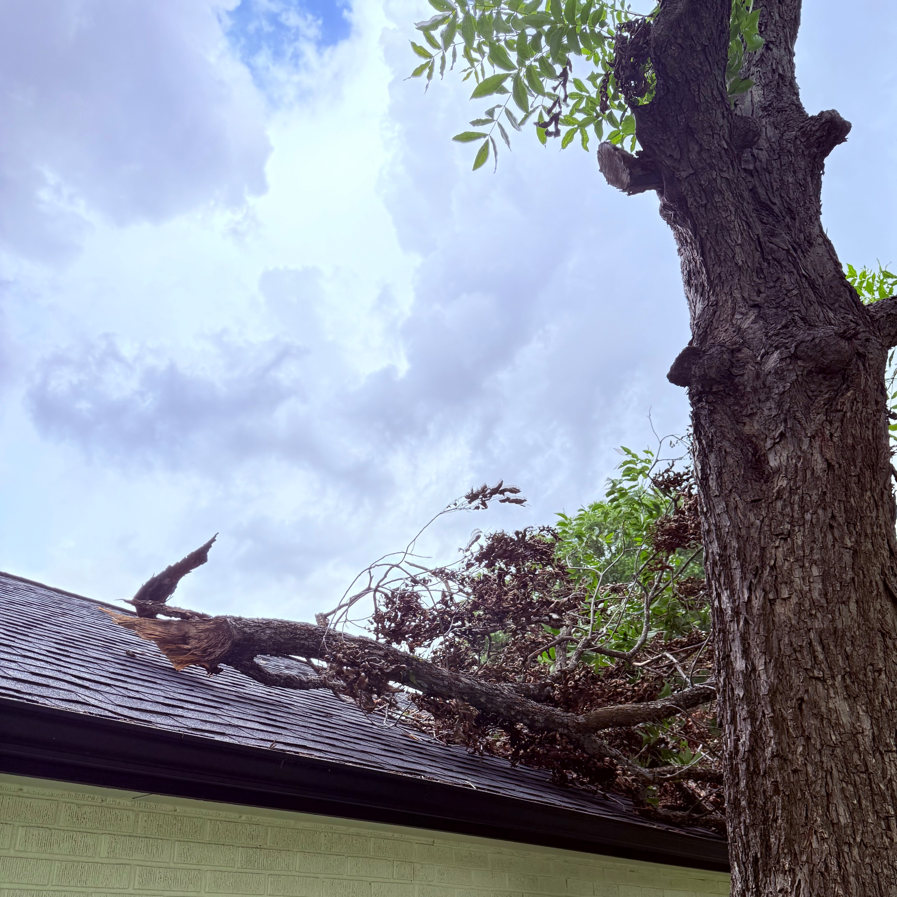 A tree has fallen onto the roof of a house, causing damage.