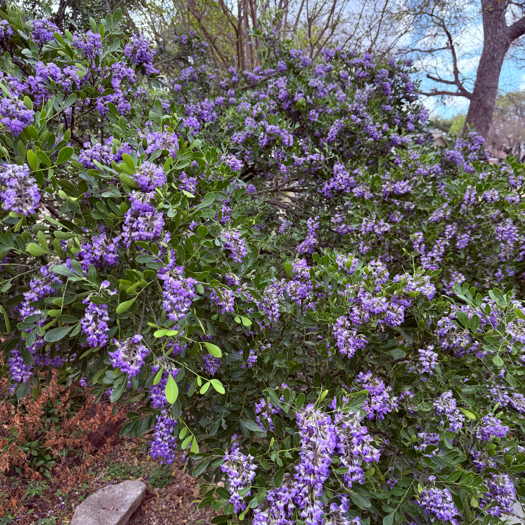 Purple flowers are in full bloom.