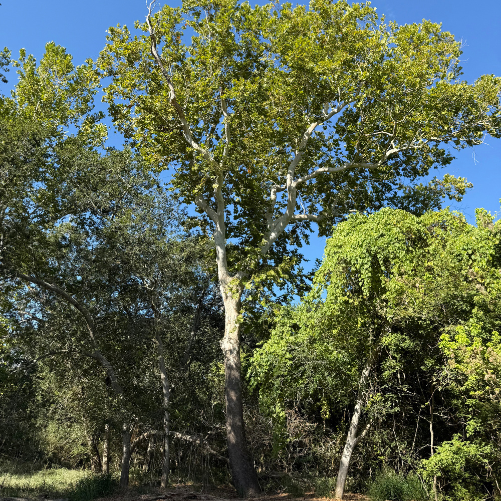 Auto-generated description: A tall tree with dense green foliage stands prominently against a clear blue sky, surrounded by other trees and bushes.