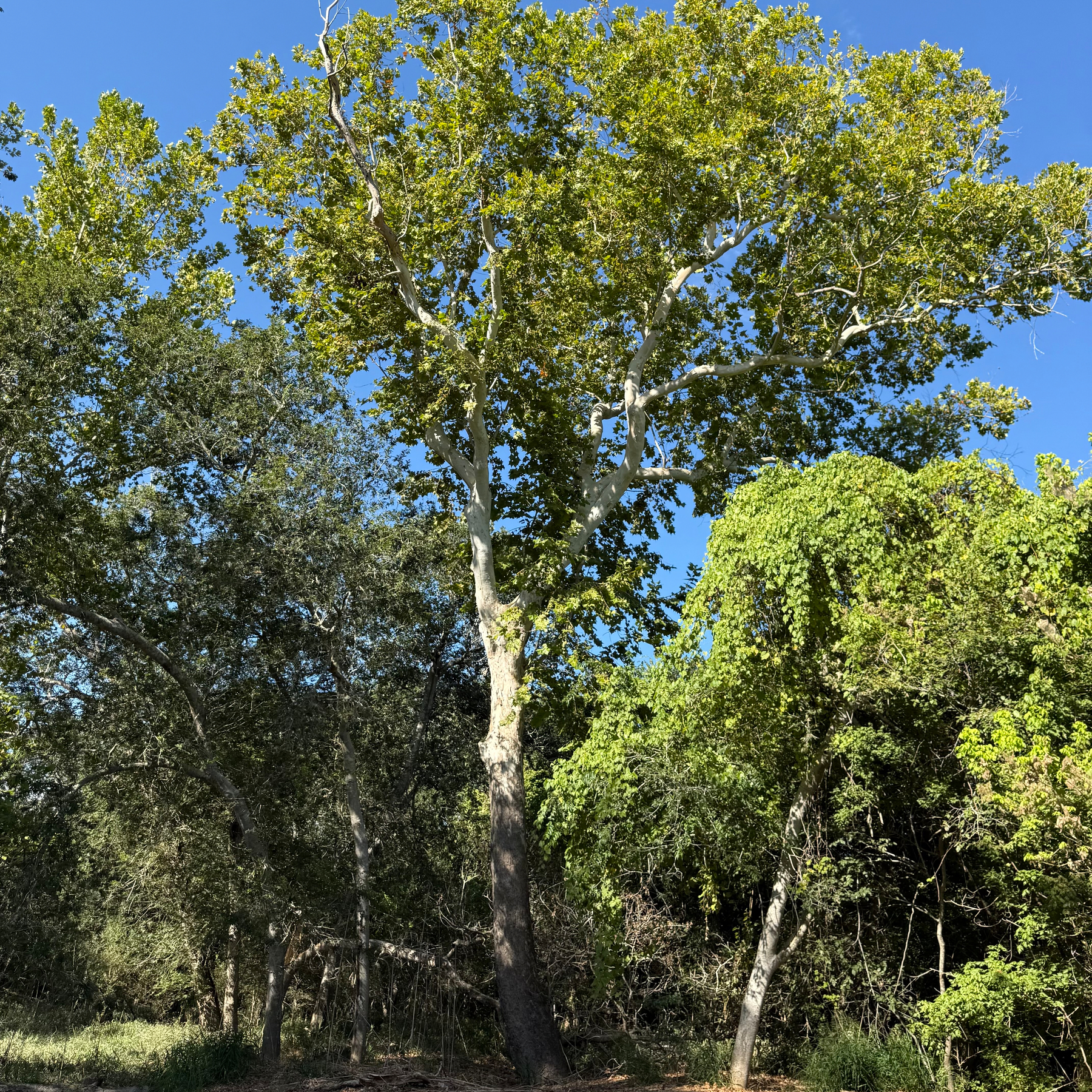 Auto-generated description: A tall tree with dense green foliage stands prominently against a clear blue sky, surrounded by other trees and bushes.