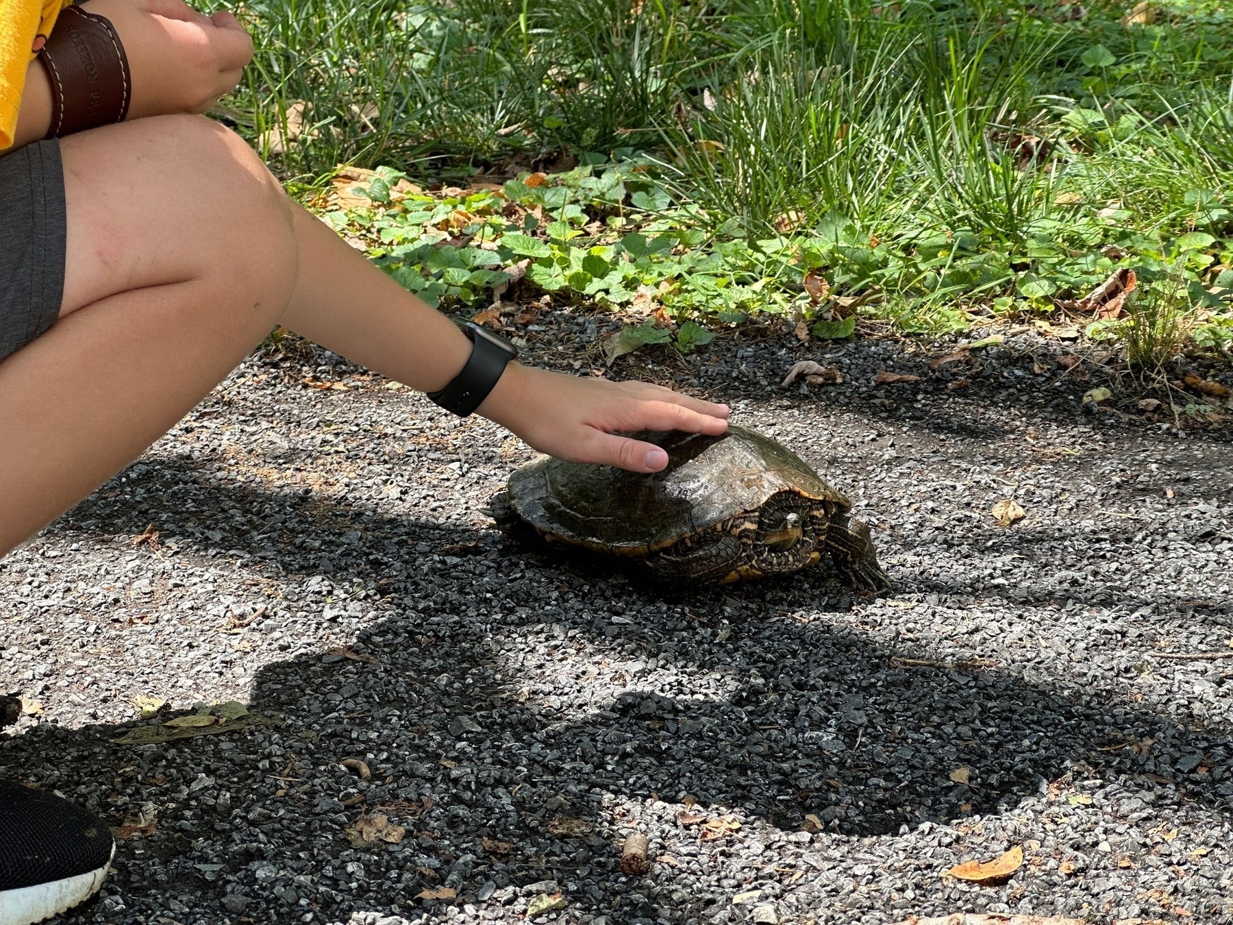 Turtle on pavement, young boy patting his shell.