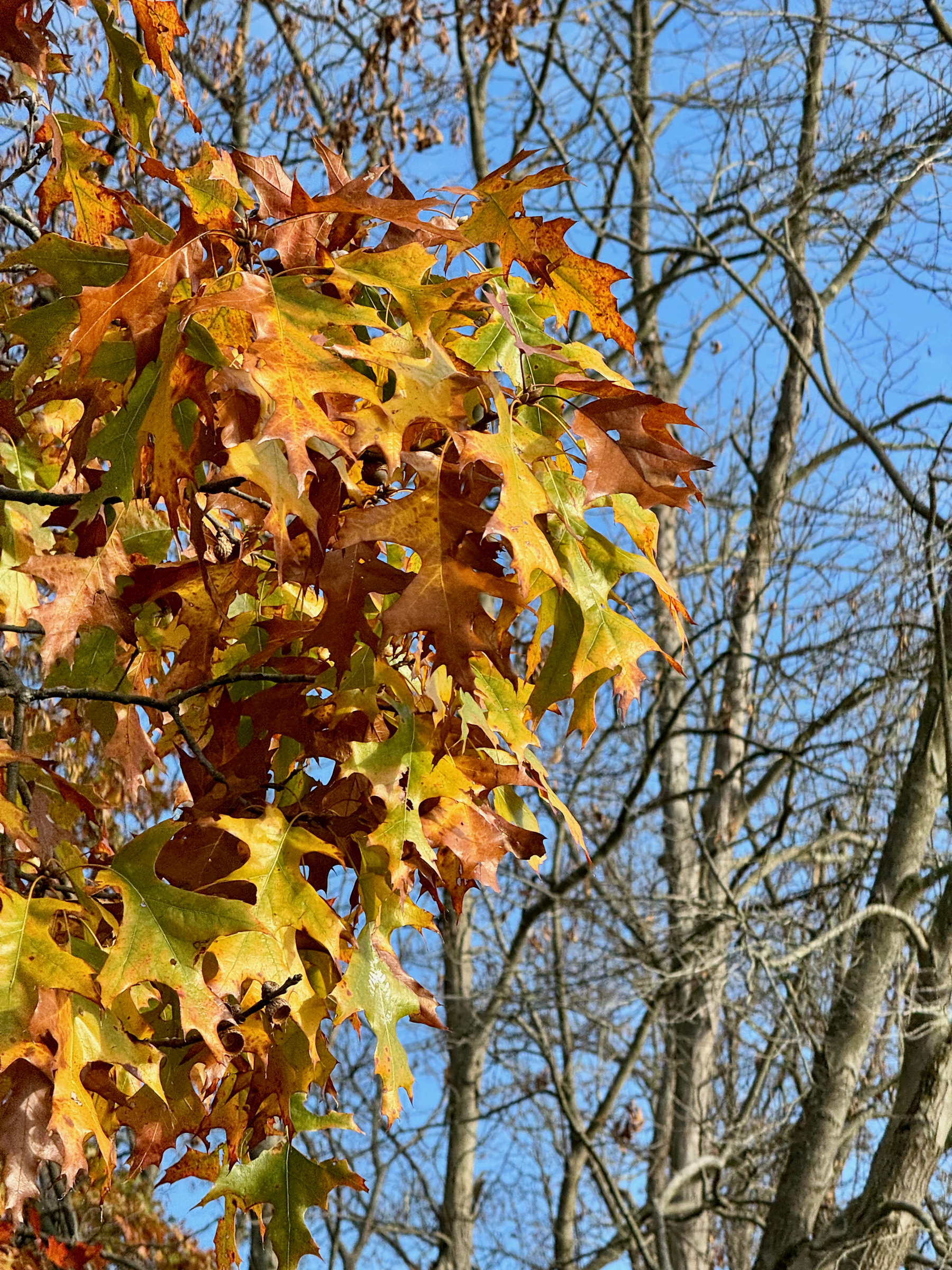 a collection of fall leaves hanging in a tree