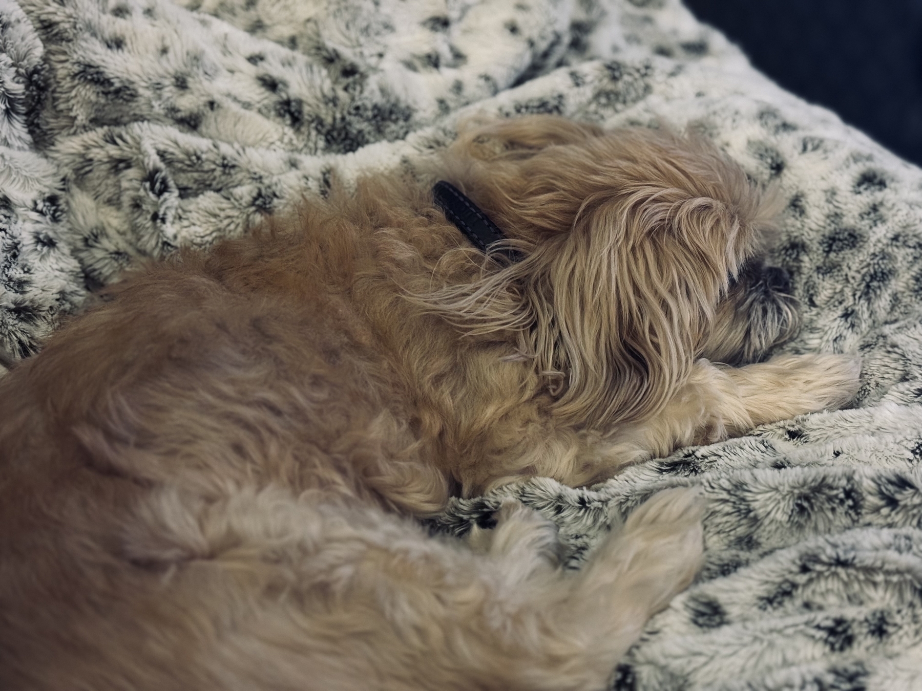 A small, fluffy dog is resting on a soft, patterned blanket.