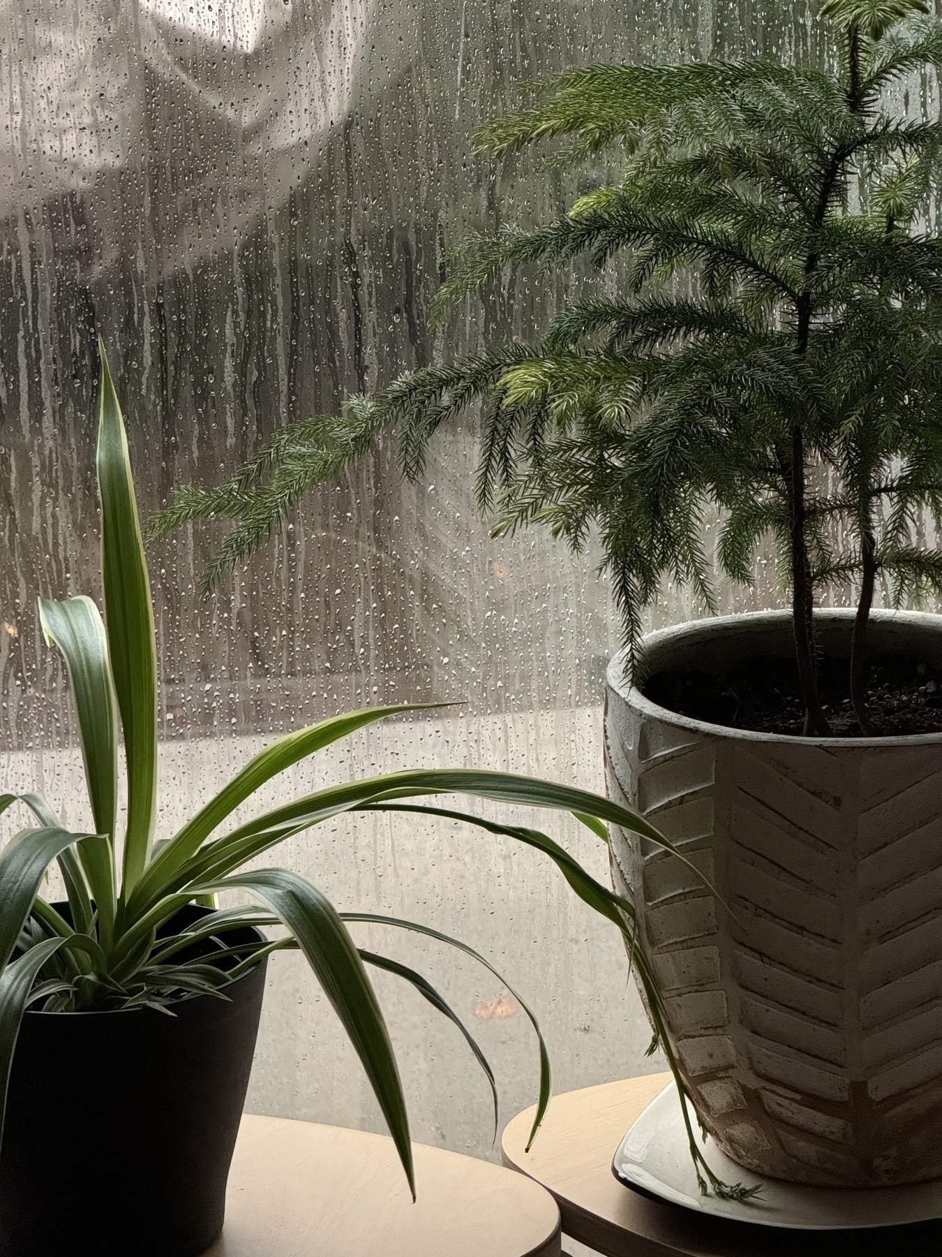 Two potted plants are placed on a table next to a rain-covered window.