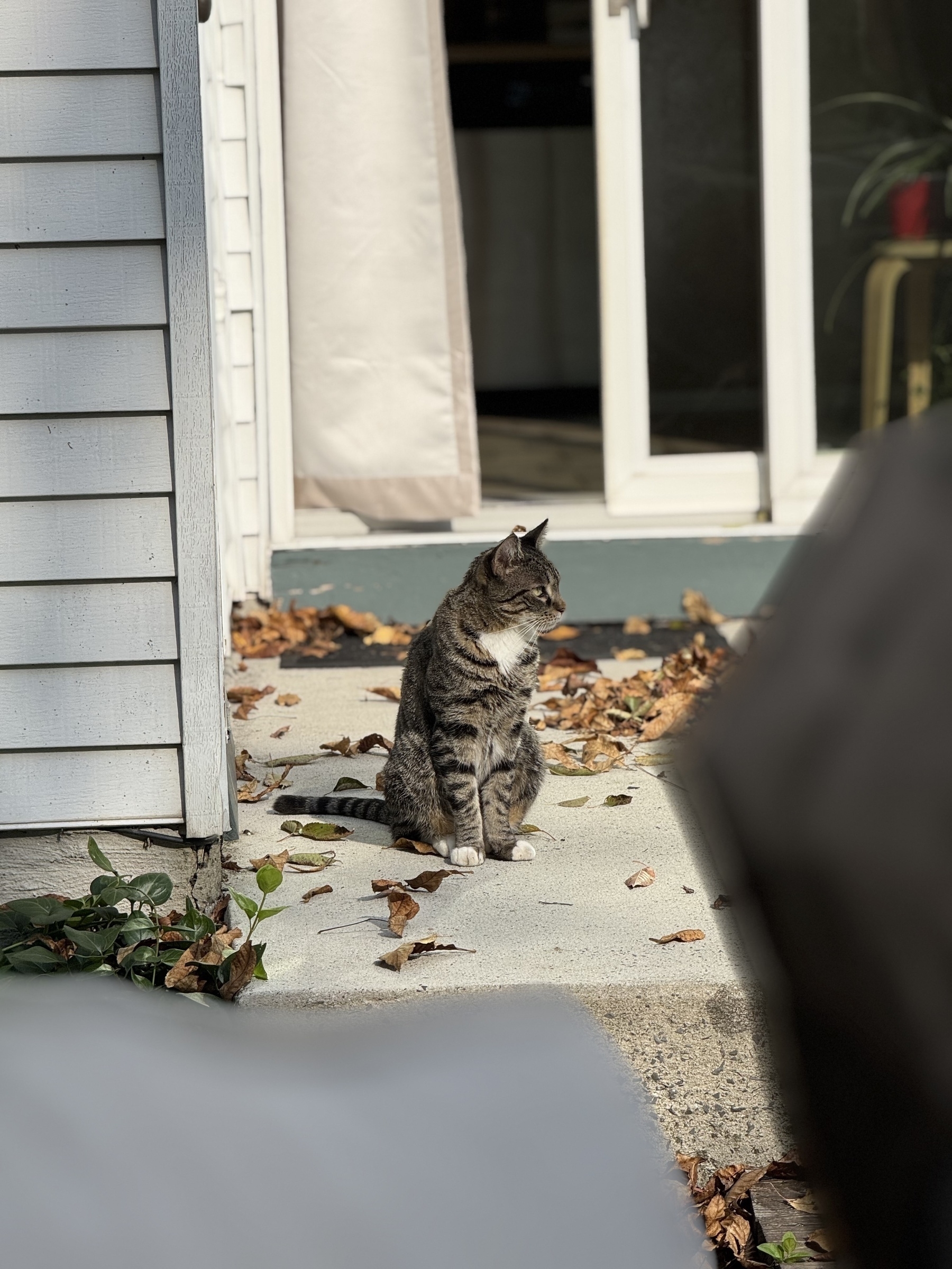 A tabby cat sits on a sunlit concrete surface surrounded by fallen leaves, near a building with sliding glass doors.