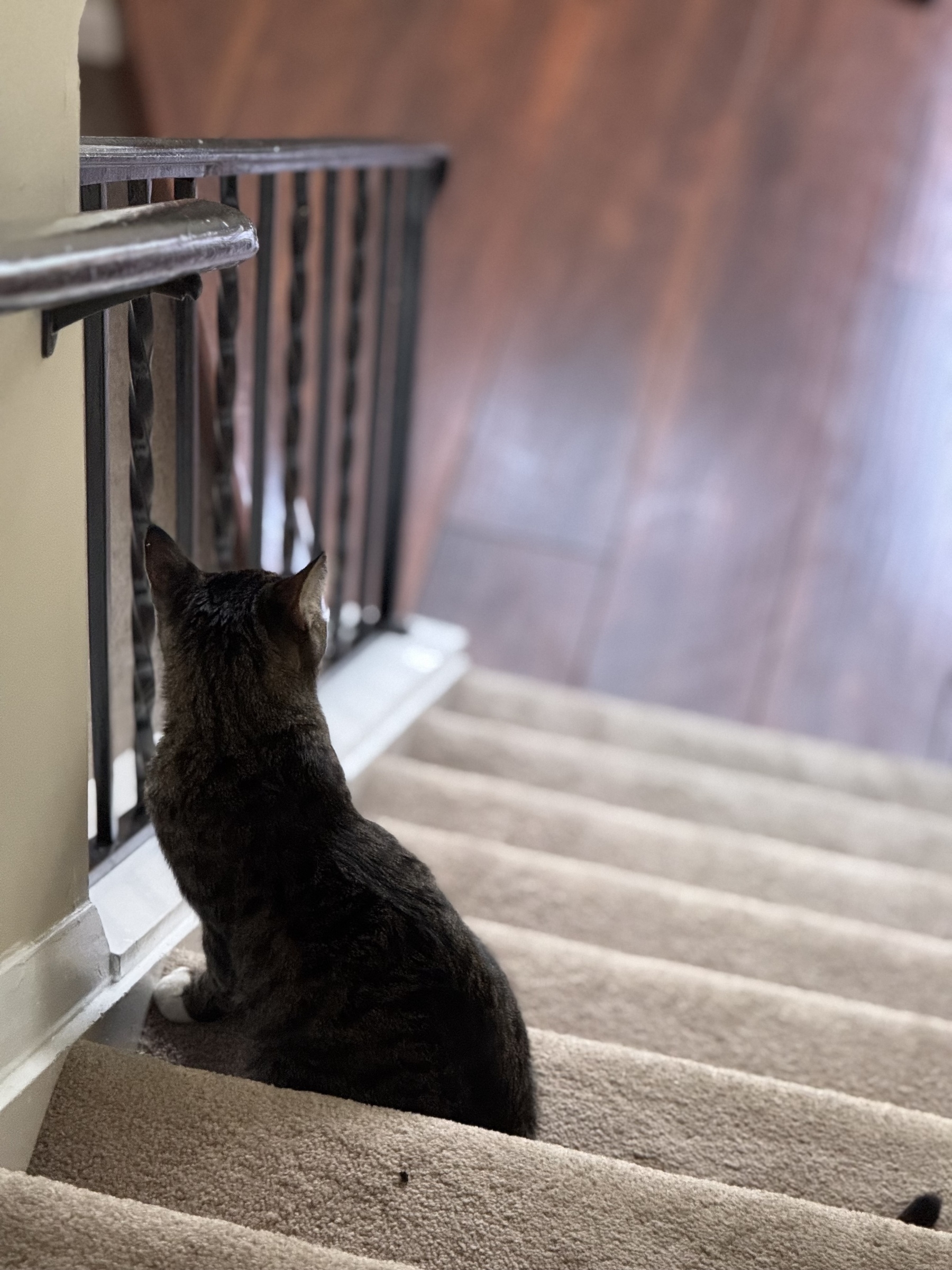 A cat is sitting on a carpeted staircase, looking out through the railing.