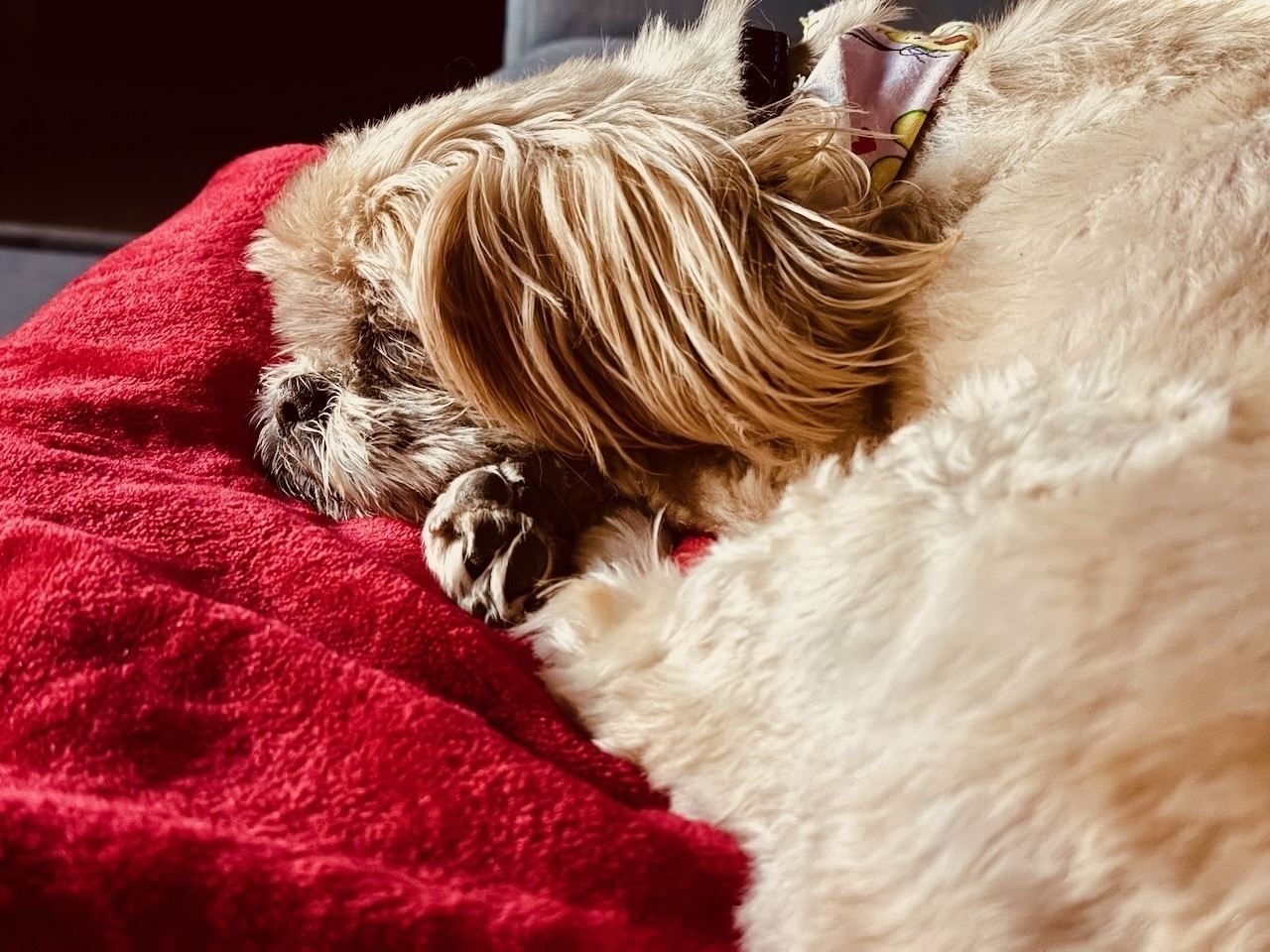 13 year old Lucy, a young shih-tzu at heart, sleeping soundly after a busy day.