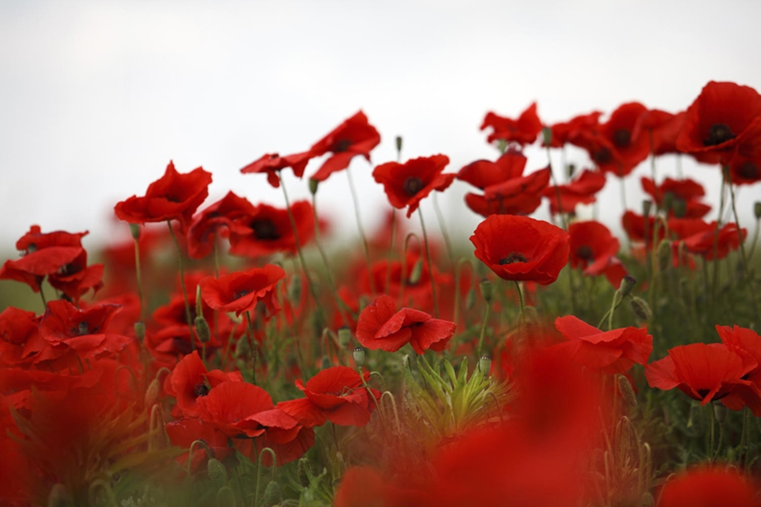 A field of vibrant red poppies with green stems set against a soft, overcast sky. The flowers are in full bloom, creating a striking contrast between the bright red petals and the muted background.