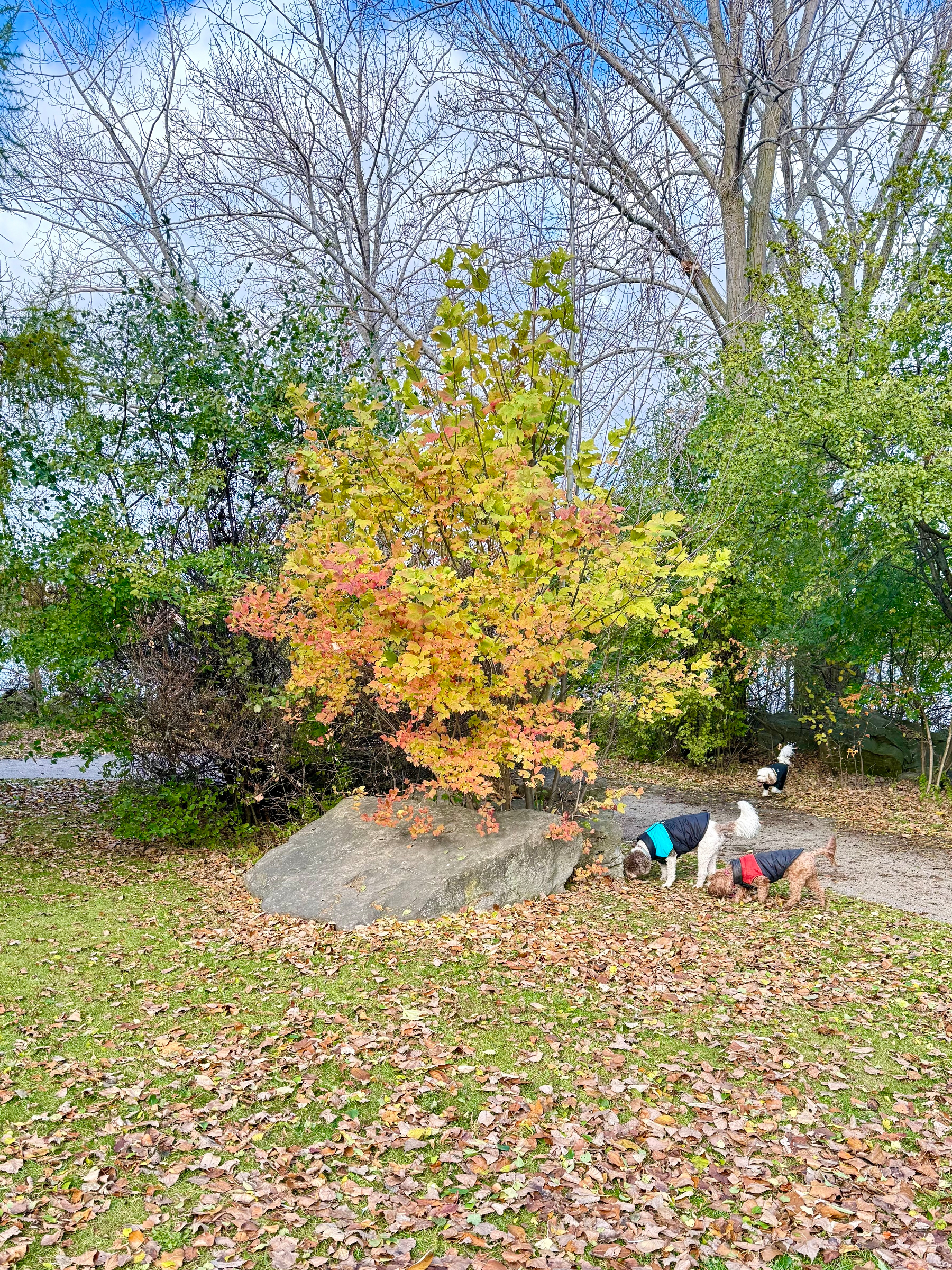 Three dogs wearing jackets explore a grassy area covered with fallen autumn leaves. One dog wears a blue jacket, another a red one, and the third a green one. They are near a small tree with orange and yellow leaves next to a large rock. In the background, there are larger trees with both green and bare branches, under a partly cloudy sky.