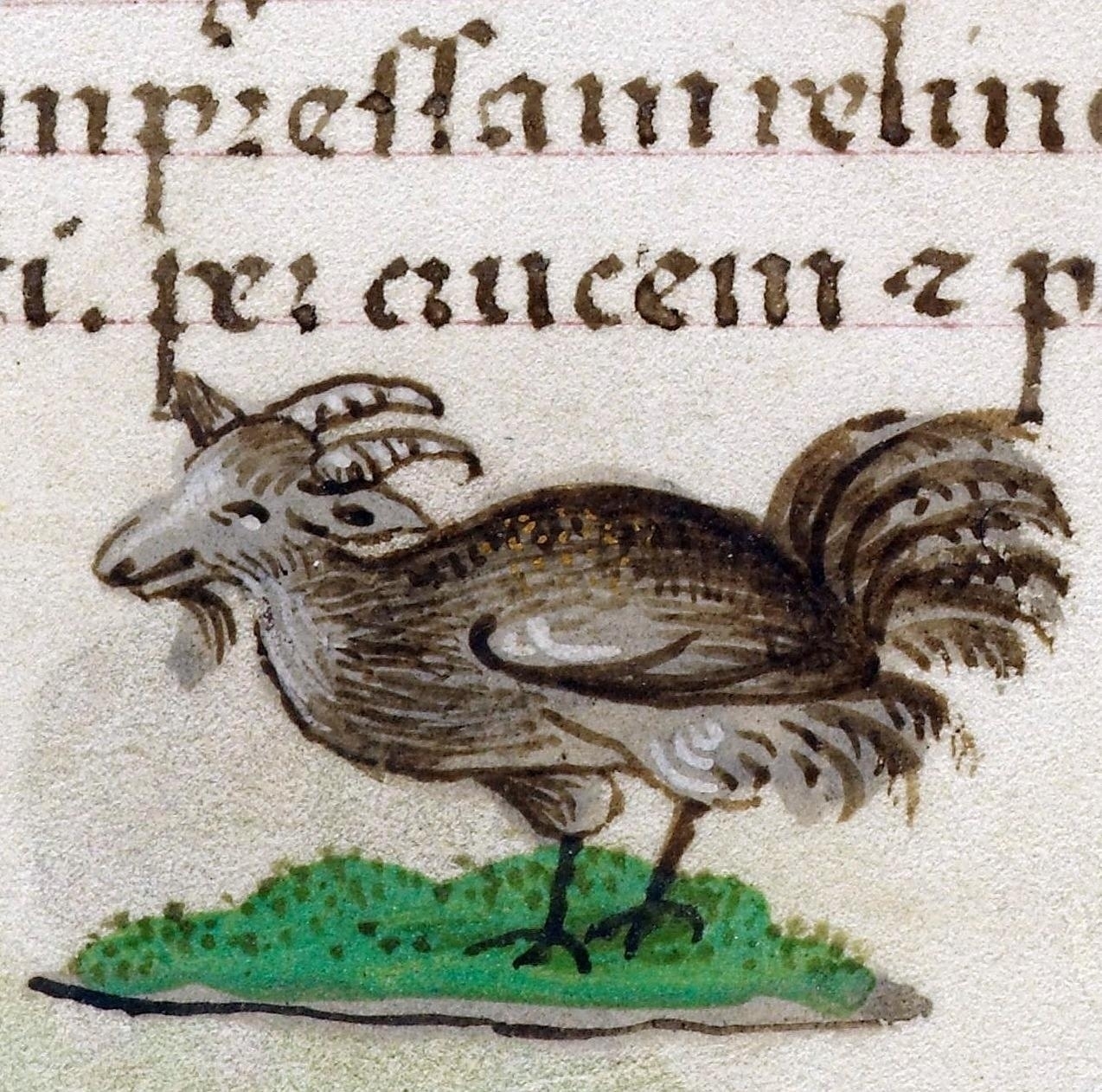 A medieval manuscript illustration of a fantastical hybrid creature with the body and tail of a rooster and the head of a goat. The creature is standing on a patch of green grass, and there is Latin script in brown ink above it. The illustration is in a medieval marginalia style, with earthy tones and fine detailing.