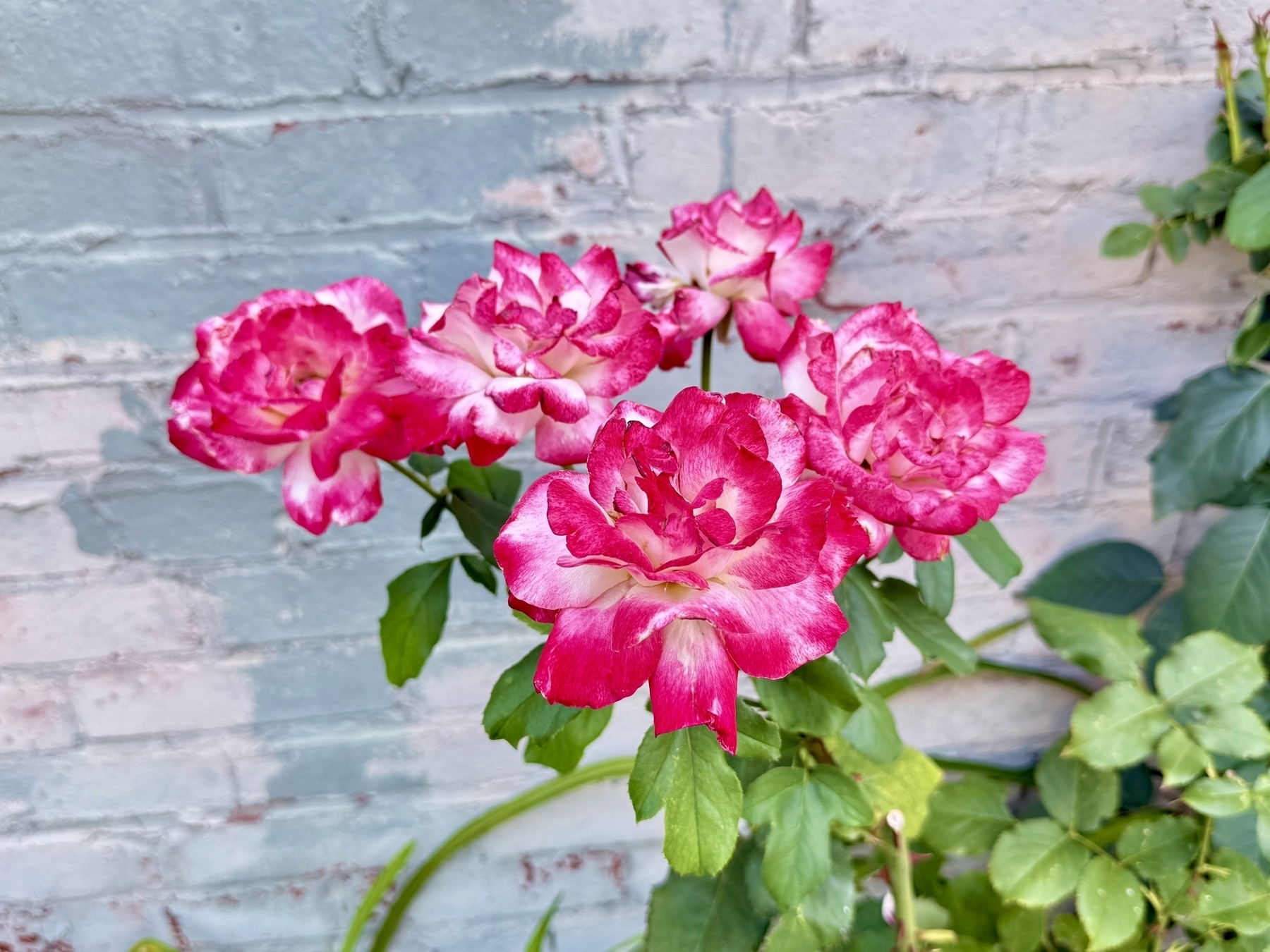 A cluster of vibrant pink and white roses in full bloom is seen against a light-colored brick wall. The petals have a striking gradient effect, transitioning from deep pink to white at the edges. Green leaves surround the flowers, adding contrast to the scene.