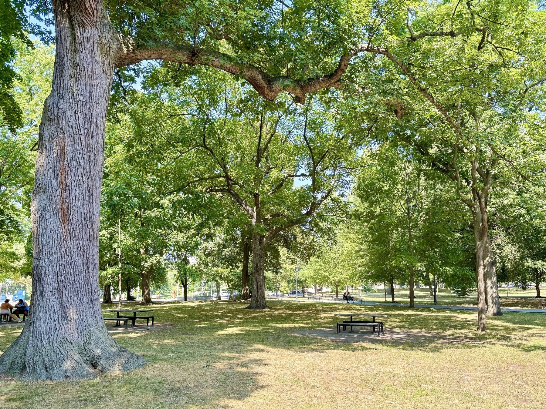A sunny park scene with several large trees providing shade. A few picnic tables are scattered around, and a couple of people are sitting at them. The grass is a mix of green and brown, indicating a warm day. The trees are lush with green leaves, and there is a path visible in the background.