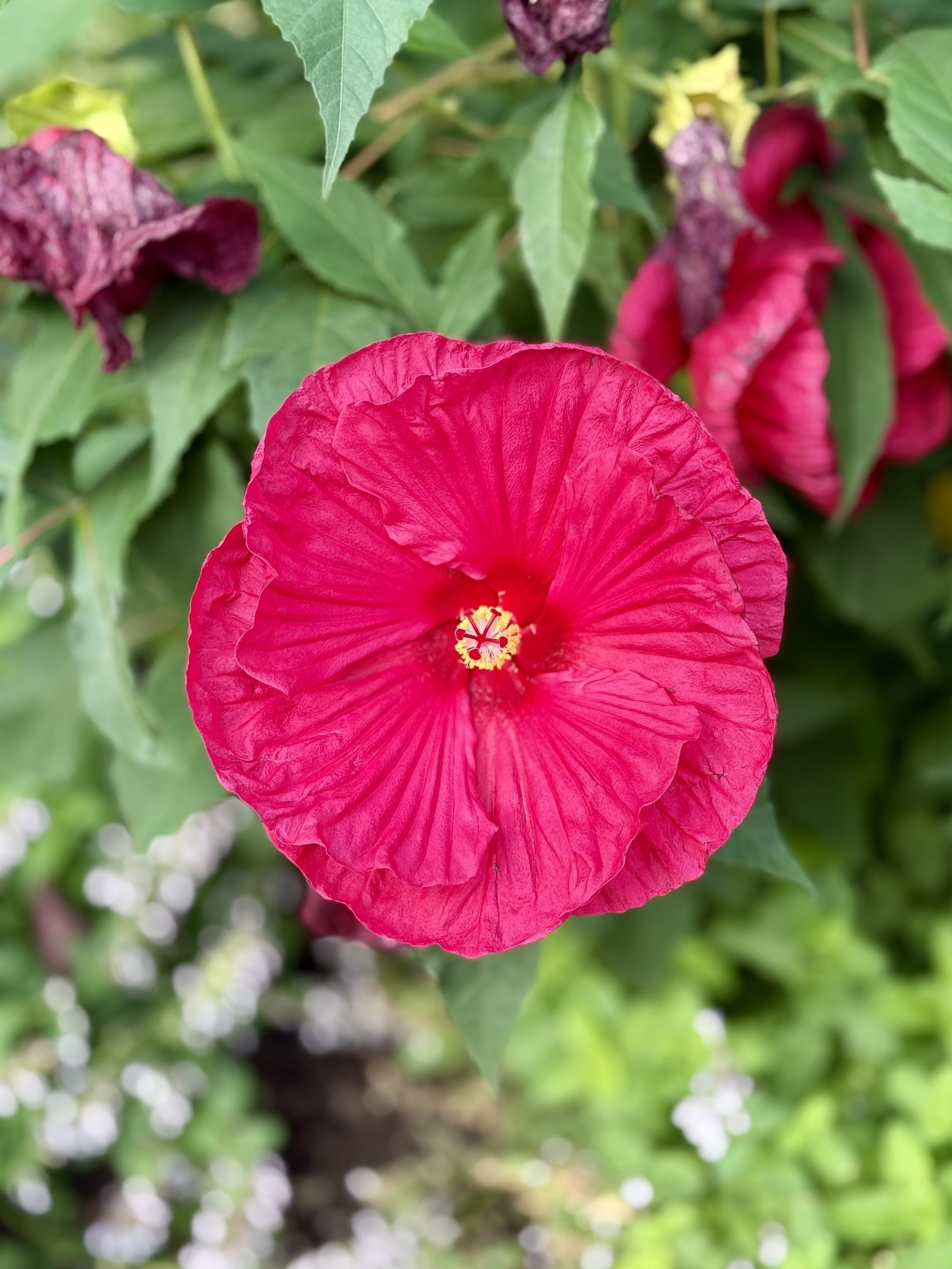 A vibrant red hibiscus flower in full bloom, with delicate petals and a bright yellow and red center, surrounded by lush green leaves. The background shows more hibiscus flowers and some out-of-focus small white flowers.