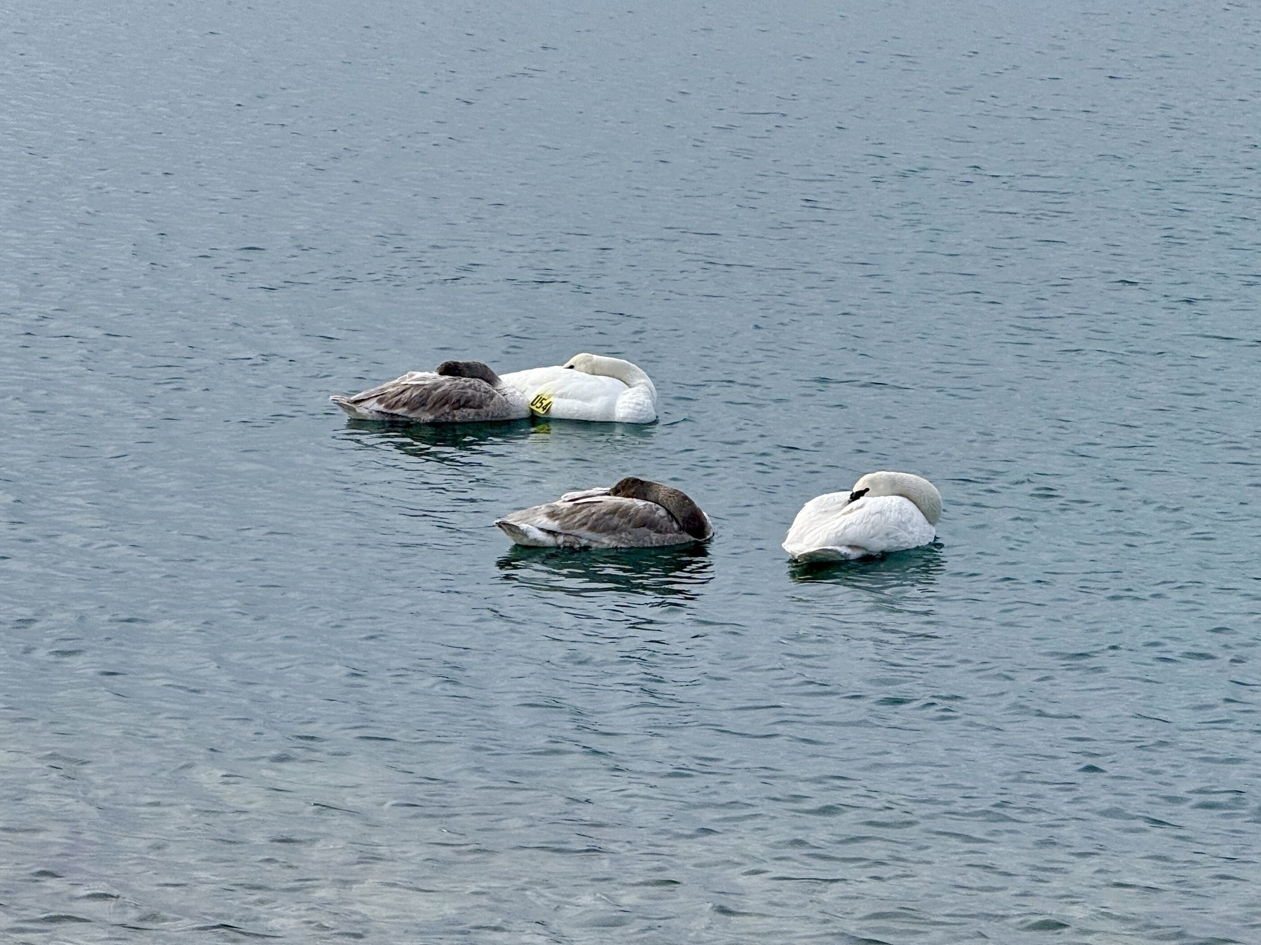 Four swans floating on a calm body of water with their heads tucked under their wings, appearing to be resting. Two swans have white feathers, while the other two have brownish-gray feathers, likely juveniles. One of the white swans has a yellow identification tag on its neck. The water is a muted blue color with gentle ripples.