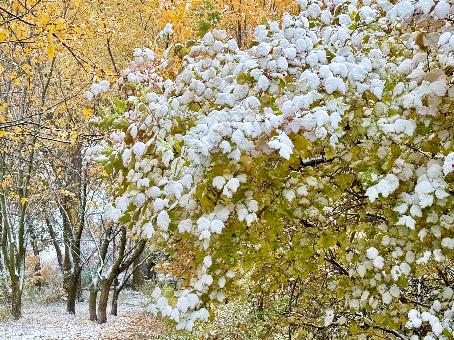 A tree with branches covered in a layer of snow in a wooded area. The leaves are mostly green with some turning yellow, suggesting an early winter snowfall amidst the autumn foliage. A layer of snow also covers the ground, with several trees in the background. The scene is peaceful and transitional, capturing the intersection of fall and winter.