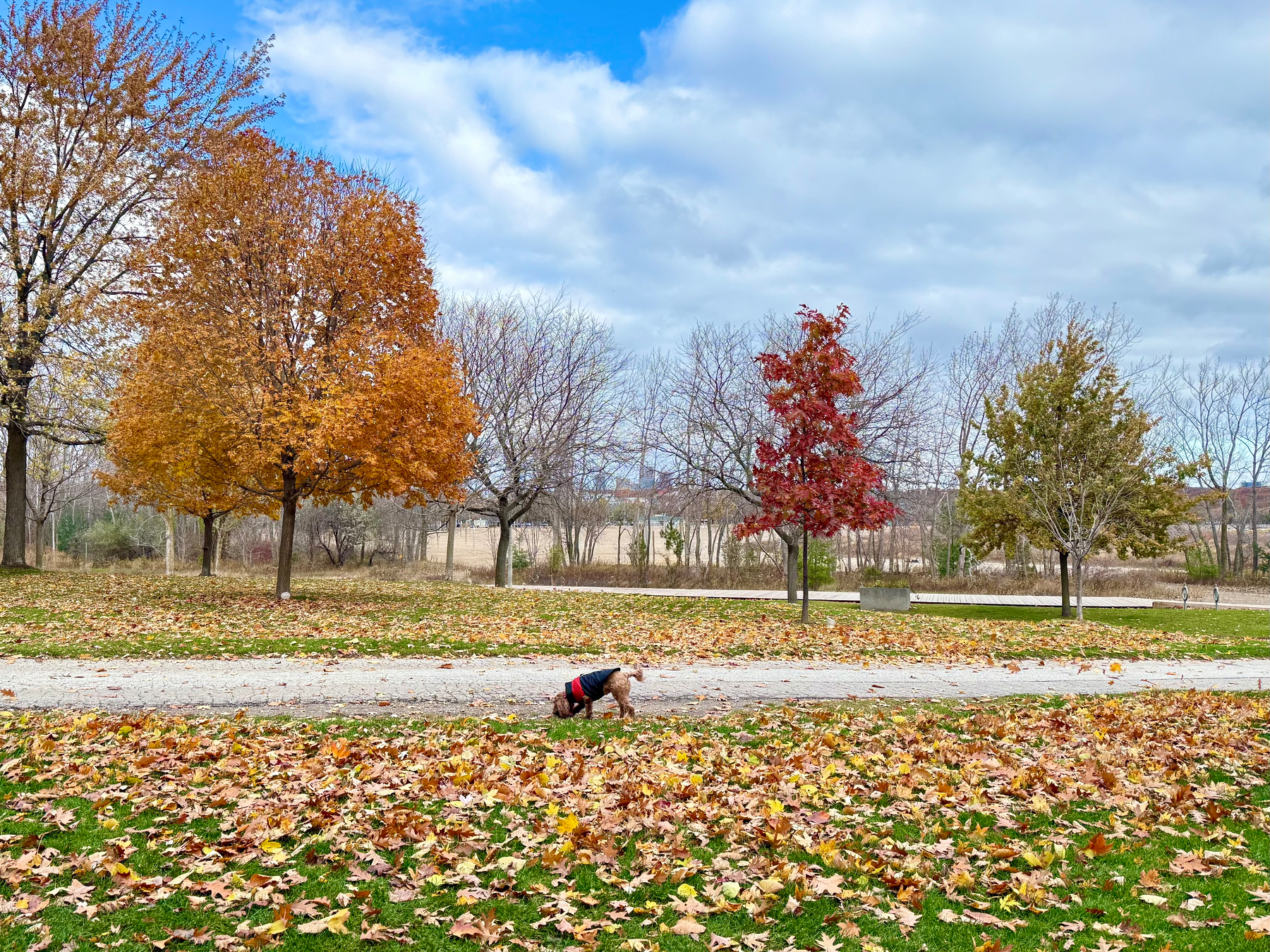 A small dog wearing a sweater is sniffing the ground in a park filled with fallen autumn leaves. The background features trees with leaves in vibrant shades of orange, red, and green against a partly cloudy sky. A path runs through the leaf-strewn grass, and barren trees can be seen in the distance.