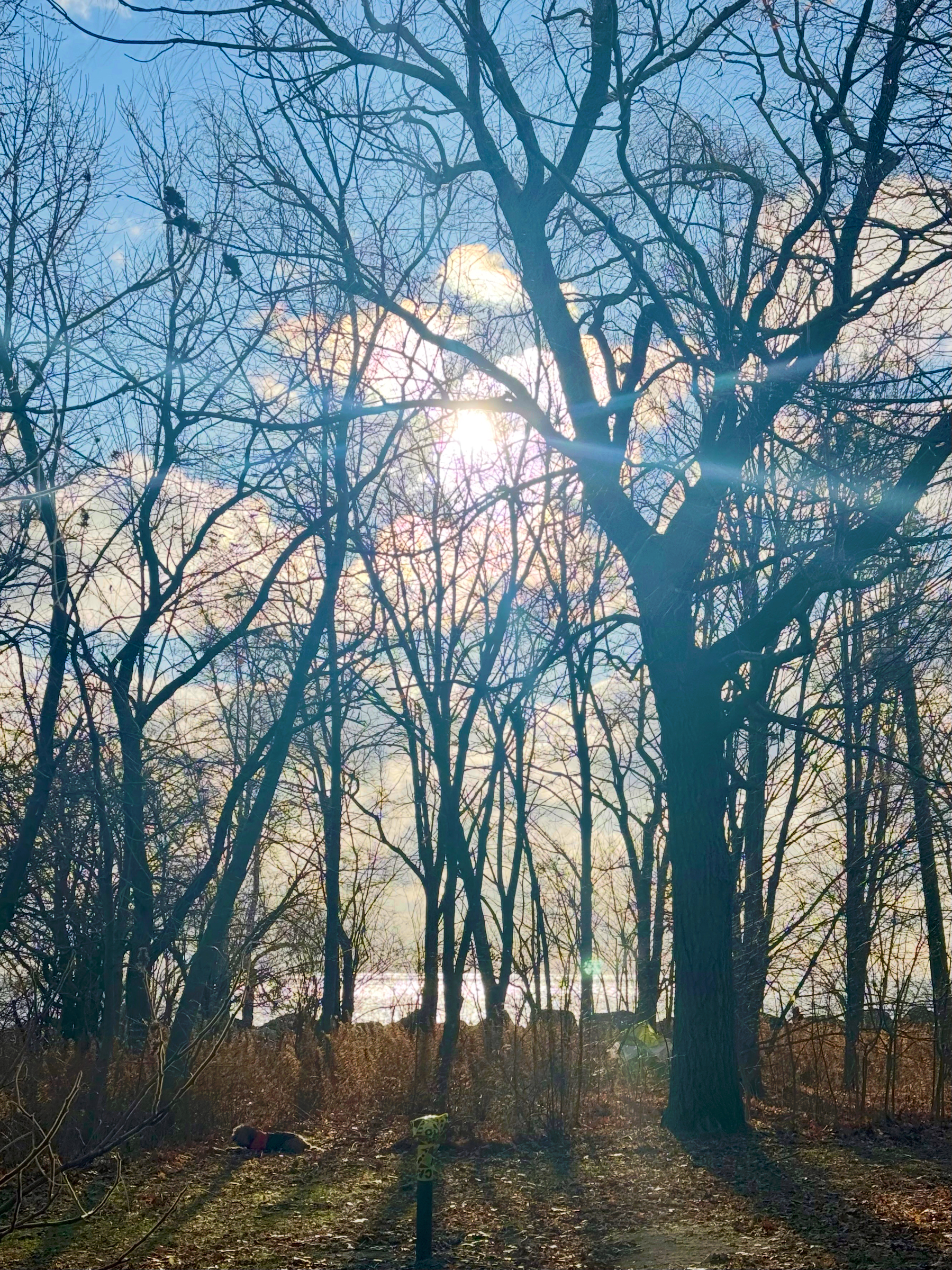 Sunlight shines through a group of leafless trees on a clear day, casting shadows on the ground.