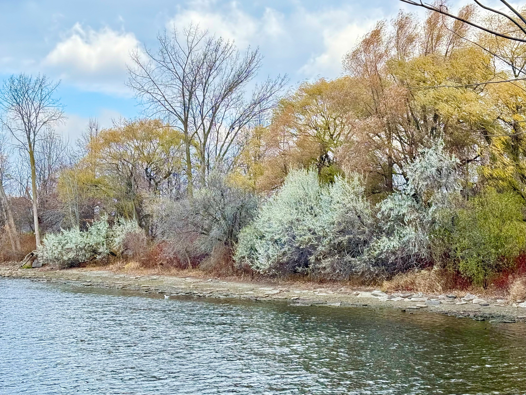 A serene lakeside view features bare and leafy trees with colorful foliage bordering calm waters.