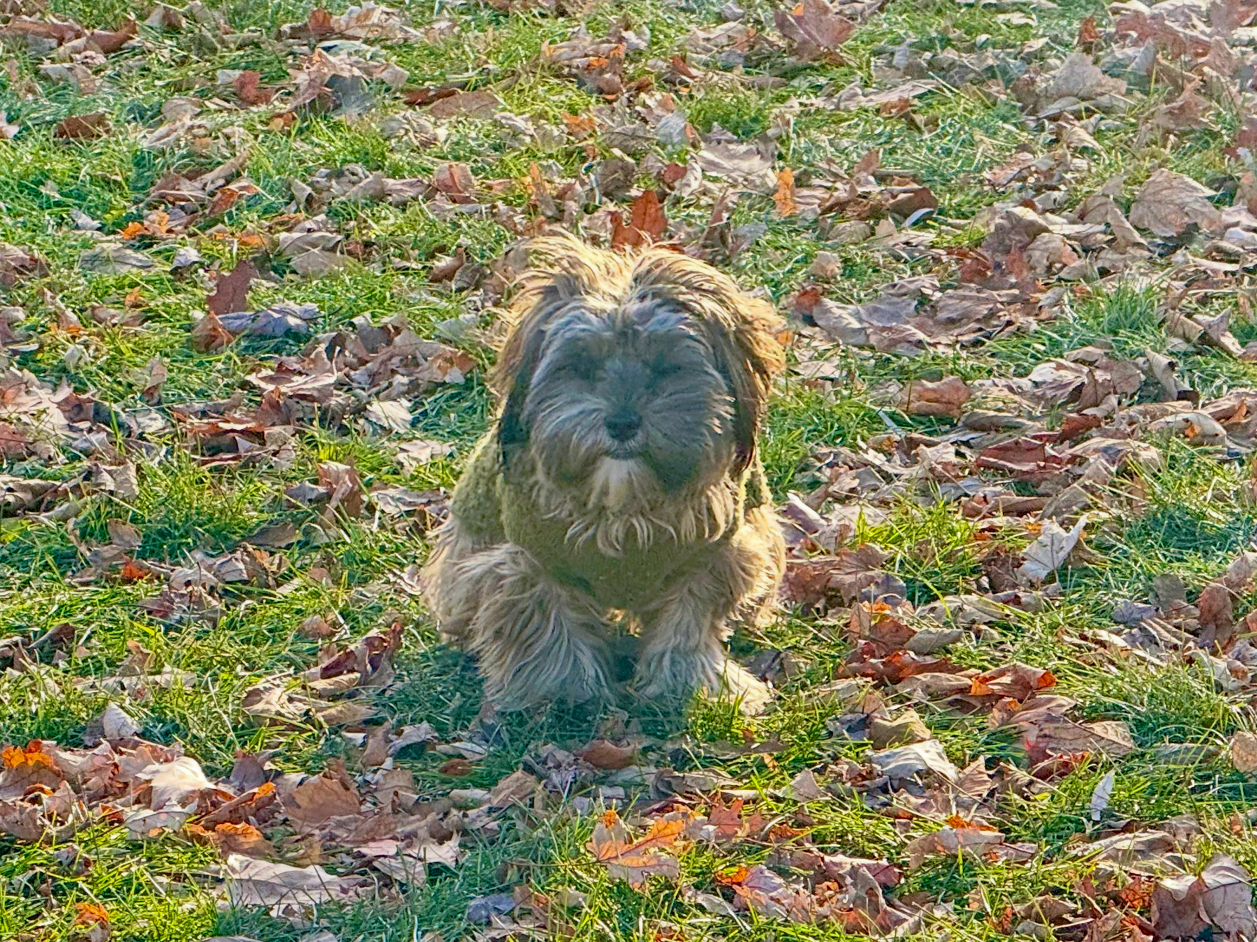 A small, furry dog is sitting on grass covered with fallen leaves.