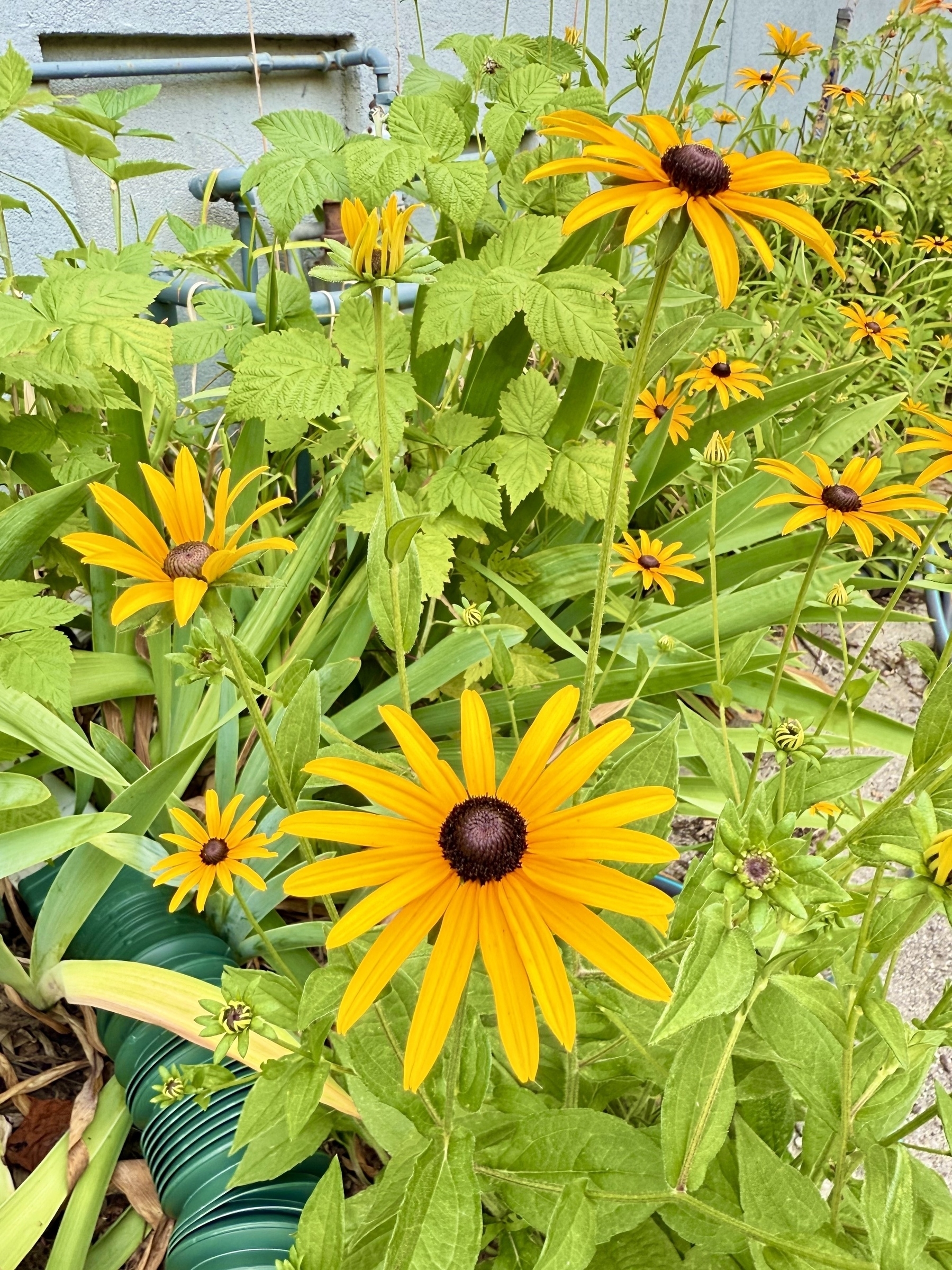 A cluster of vibrant yellow coneflowers with dark brown centers growing amidst lush green foliage. The flowers are in various stages of bloom, against a backdrop of a blue wall with some exposed pipework. A green garden hose is coiled among the plants.