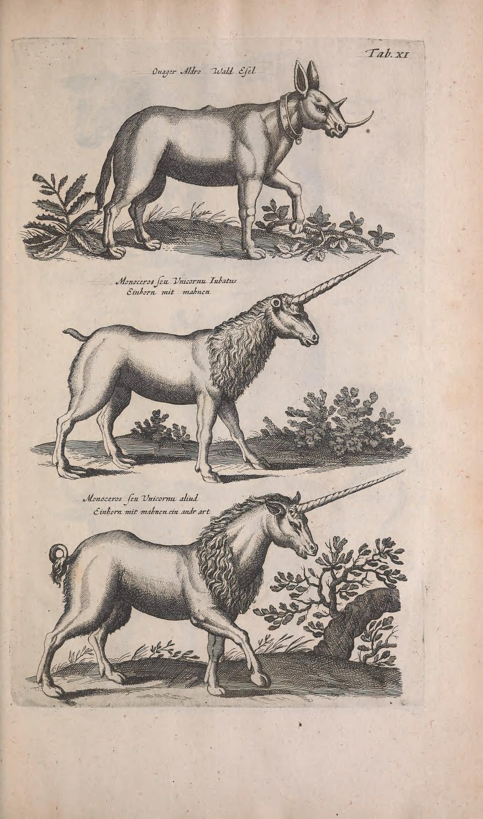 Illustration showing three mythical creatures. The top animal resembles a horned rhino with a short snout and collar, labeled "Dager Alhor." The middle creature is a unicorn-like animal with a long, spiraled horn and a mane, labeled "Monoceros seu Unicornu Tubatus." The bottom creature is another unicorn variant with a different tail and mane style, labeled "Monoceros seu Unicornu aliud." The animals are set against a simple landscape with plants.
