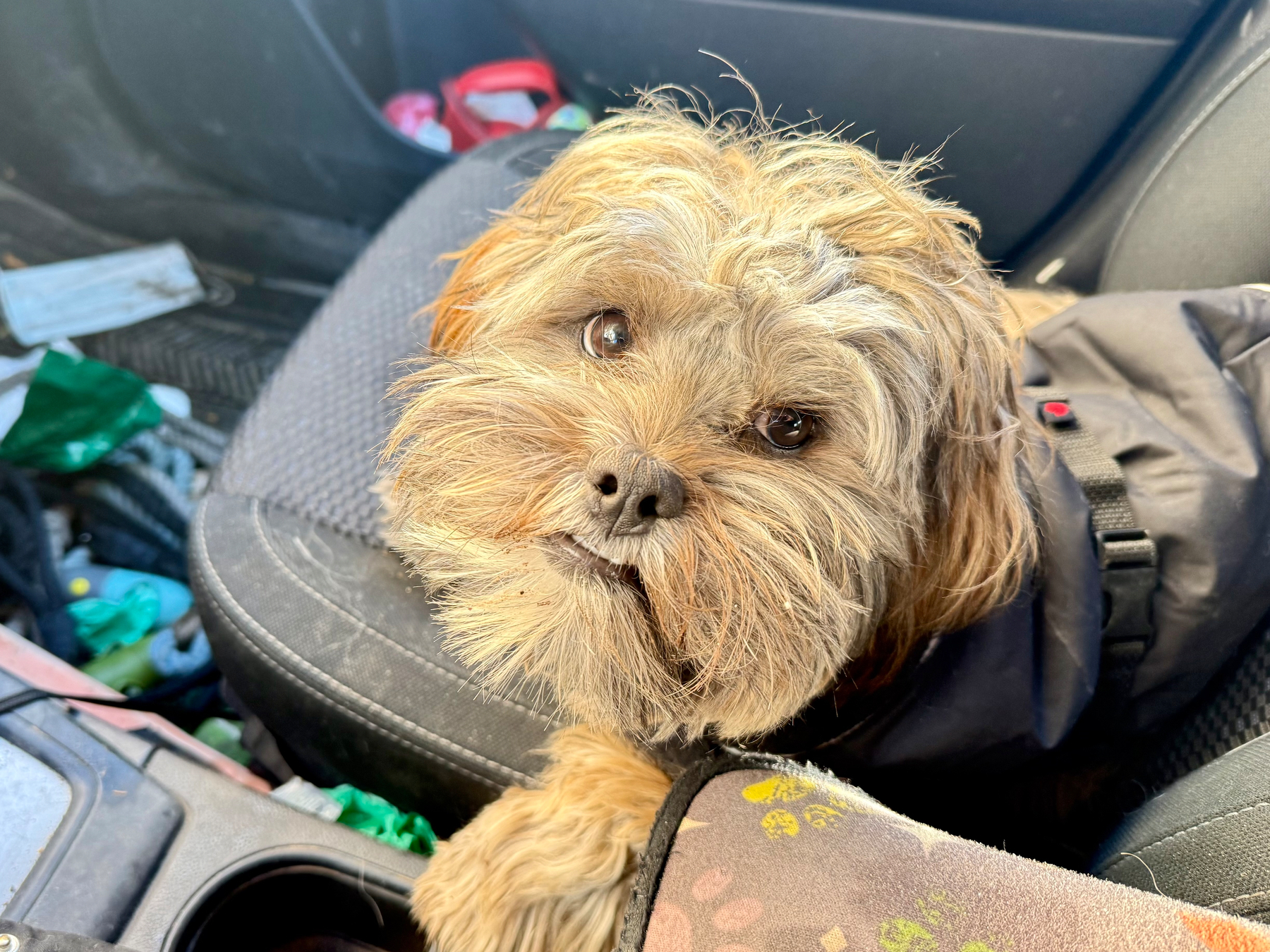 A small, fluffy dog with a scruffy coat is looking up from the front passenger seat of a car. The dog's fur is light brown and slightly tousled. The car interior is cluttered, with various items scattered around, including a face mask, green plastic, and other miscellaneous objects. The dog is wearing a black harness and appears curious or attentive.