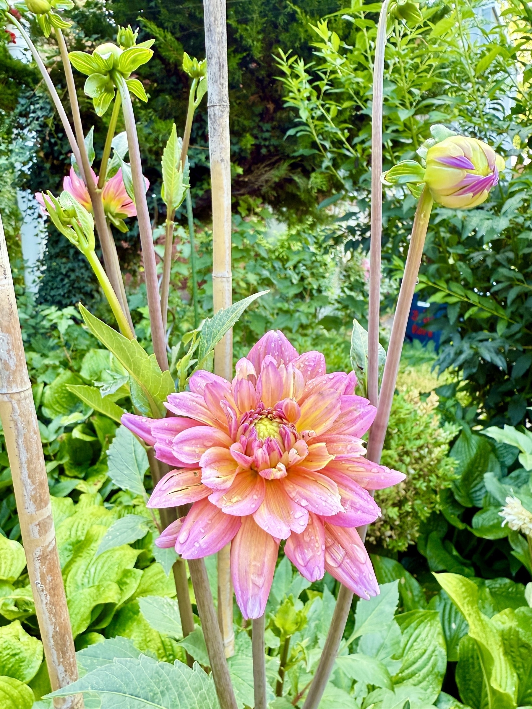 A vibrant pink and orange dahlia in full bloom, surrounded by lush green leaves and budding stems. The flower has several layers of petals, adorned with tiny droplets of water. In the background, there is dense foliage and bamboo stakes supporting the plant.