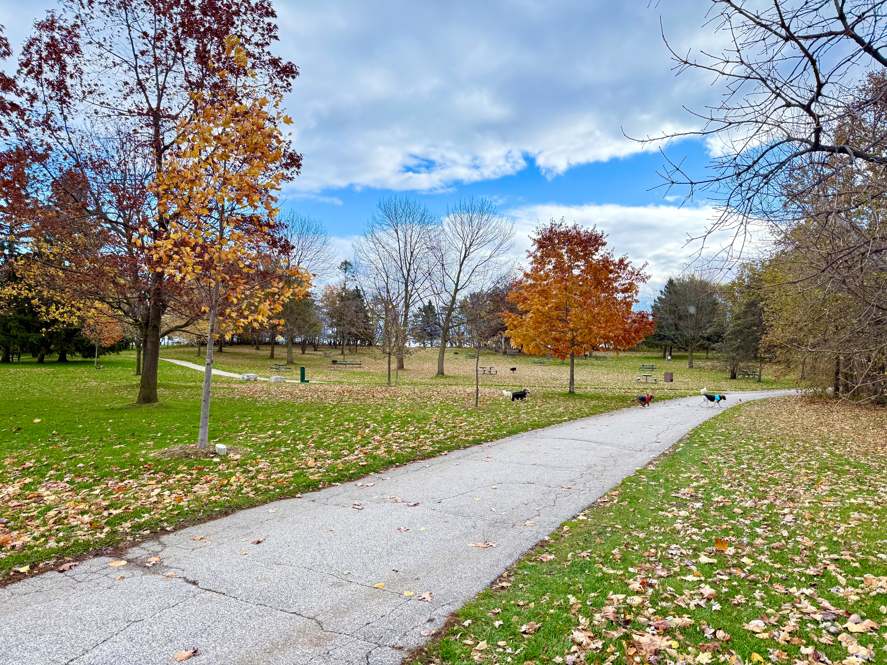 A paved path winds through a park with autumn foliage. Trees on either side display orange and brown leaves, some falling onto the grass and path. A blue sky with scattered clouds provides a bright backdrop. Birds are scattered across the grassy area near the path, and picnic tables are in the distance.